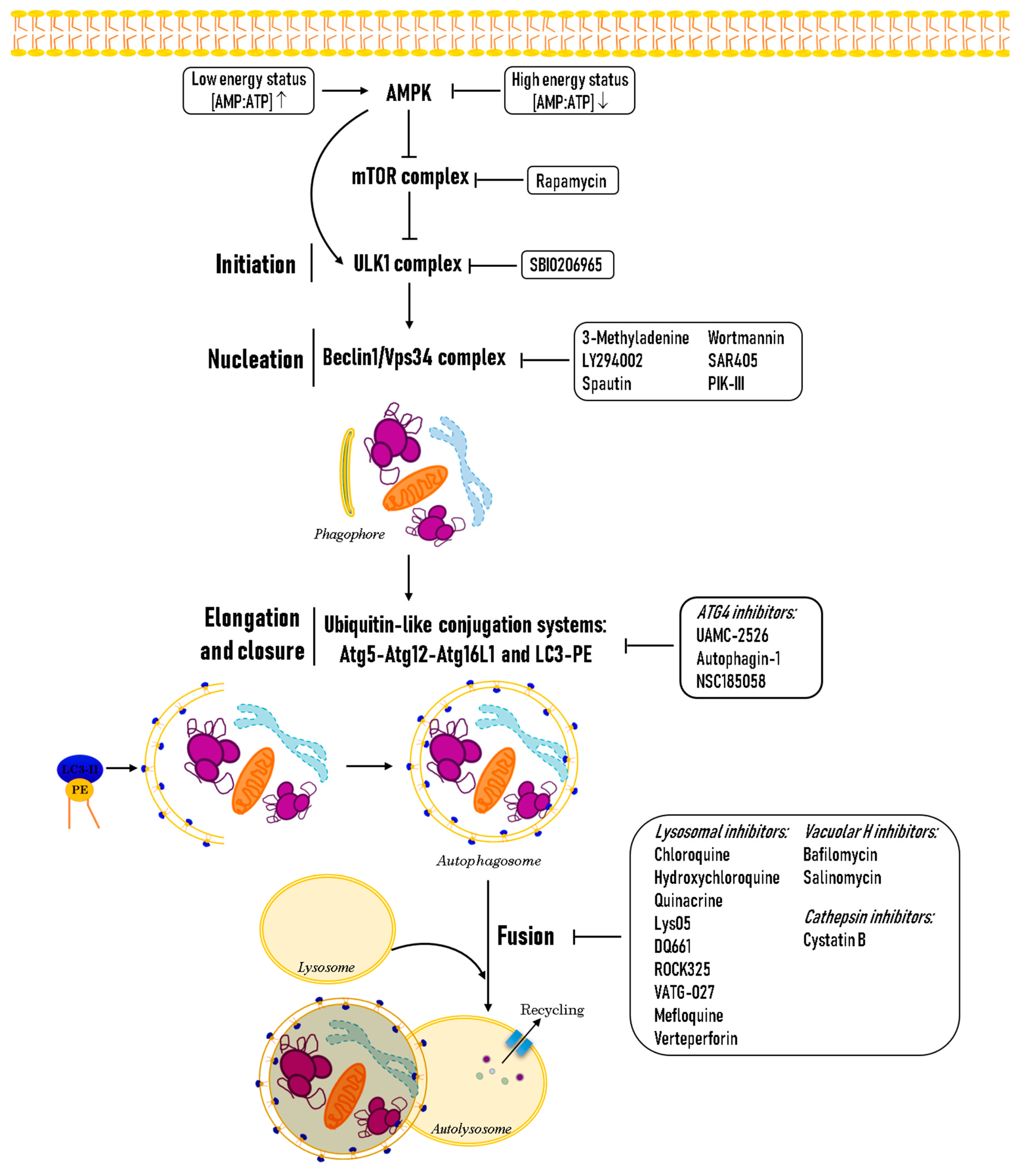 Biology 08 00071 g001