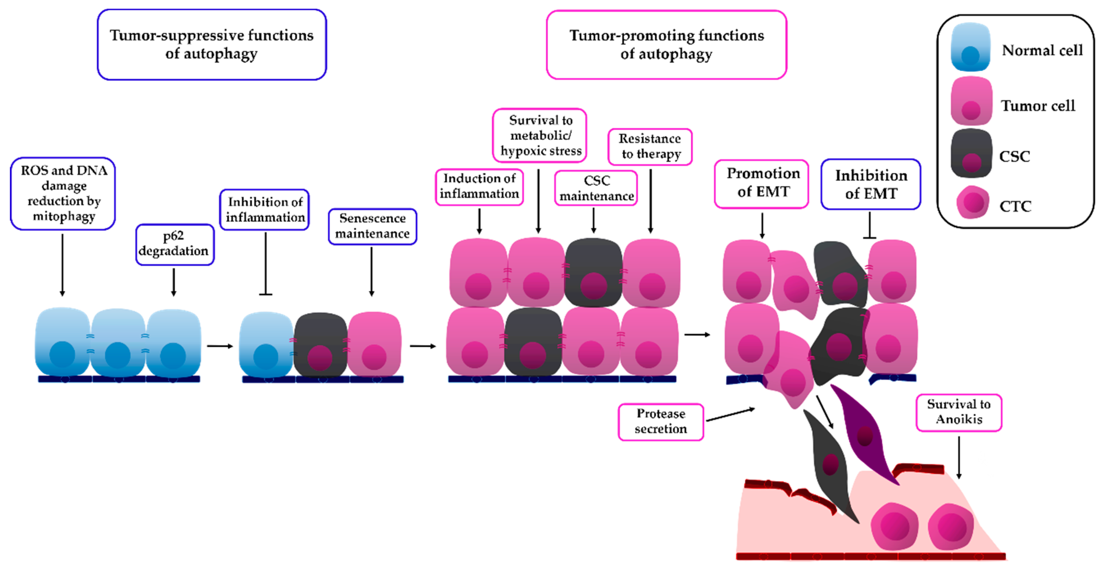 Biology 08 00071 g002