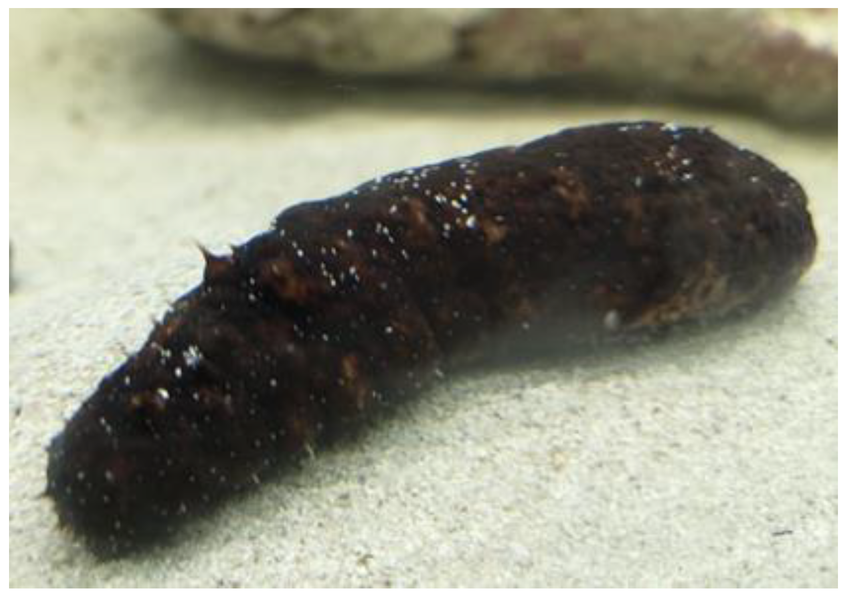 Biology 08 00076 g001