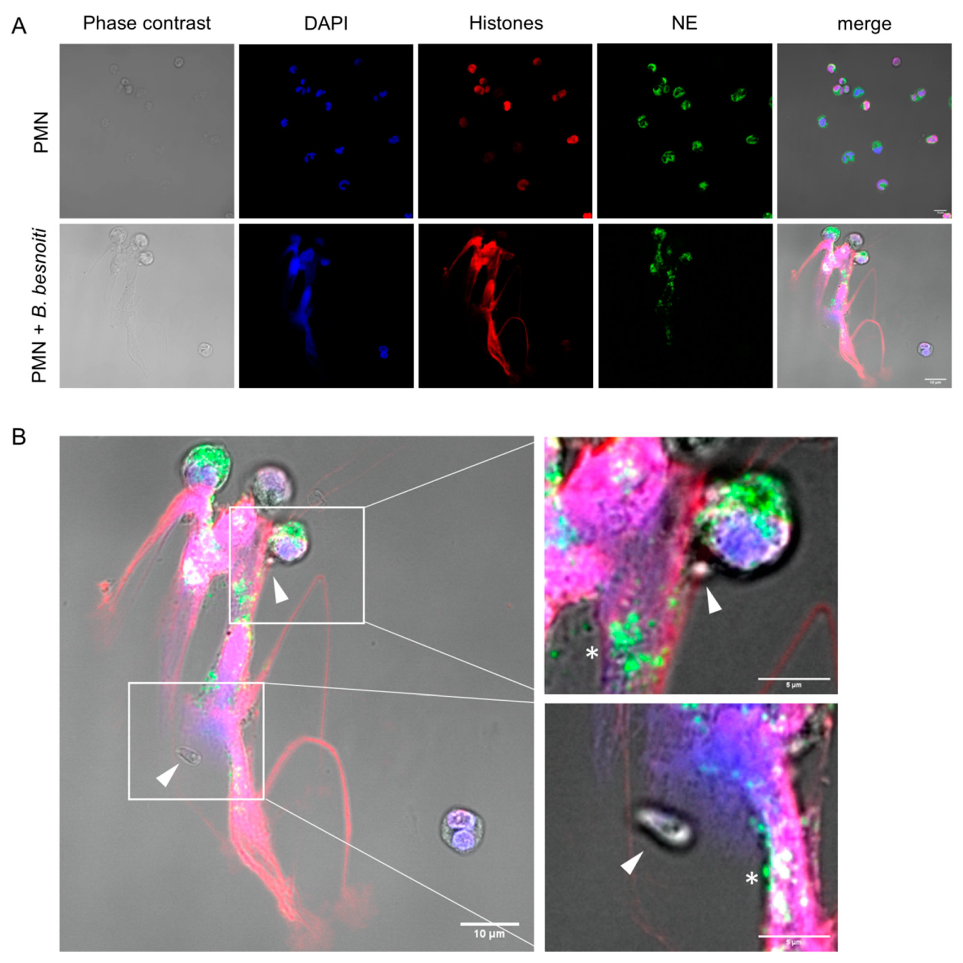 Biology 08 00078 g001