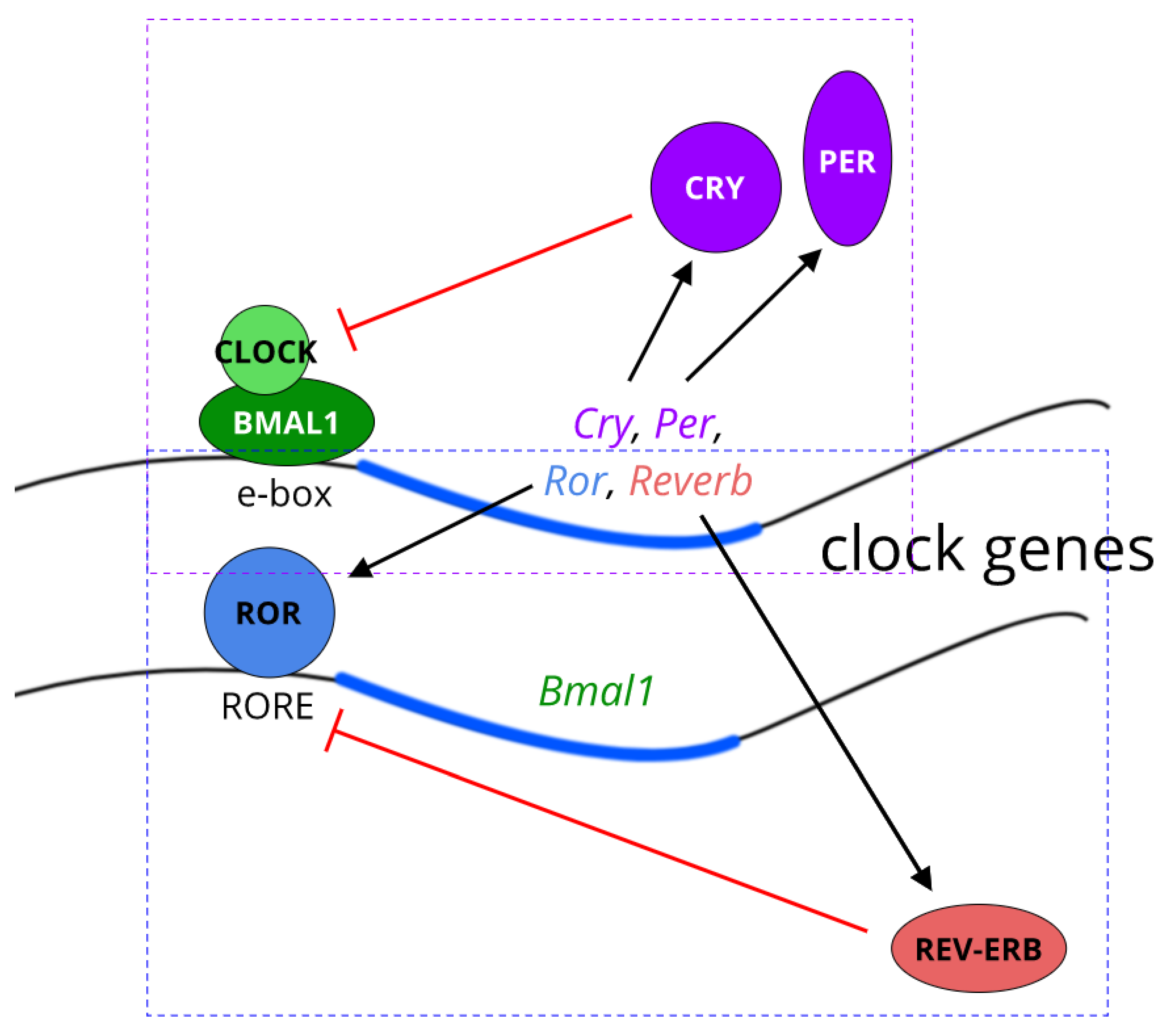 Biology 08 00079 g001