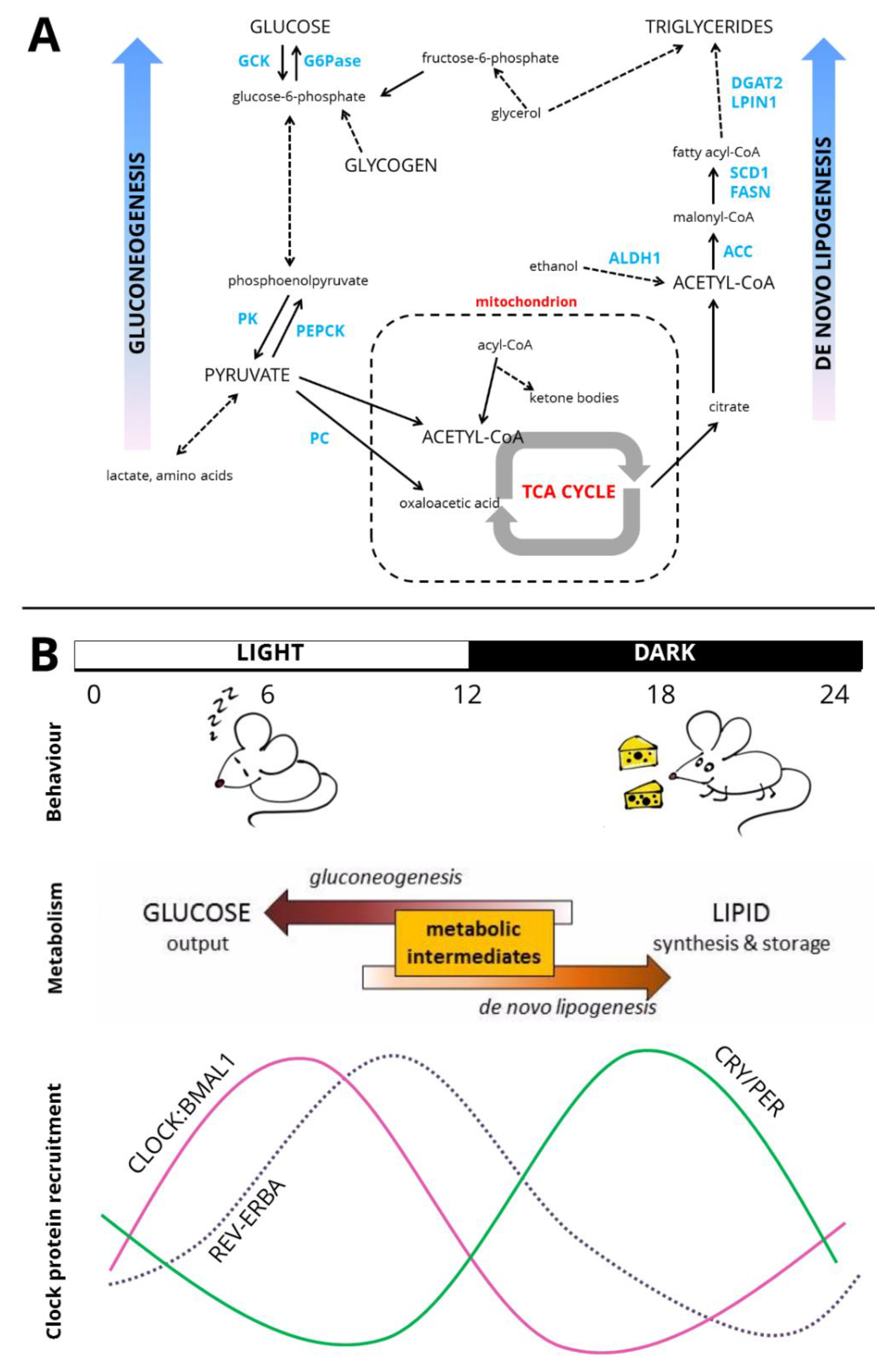 Biology 08 00079 g002