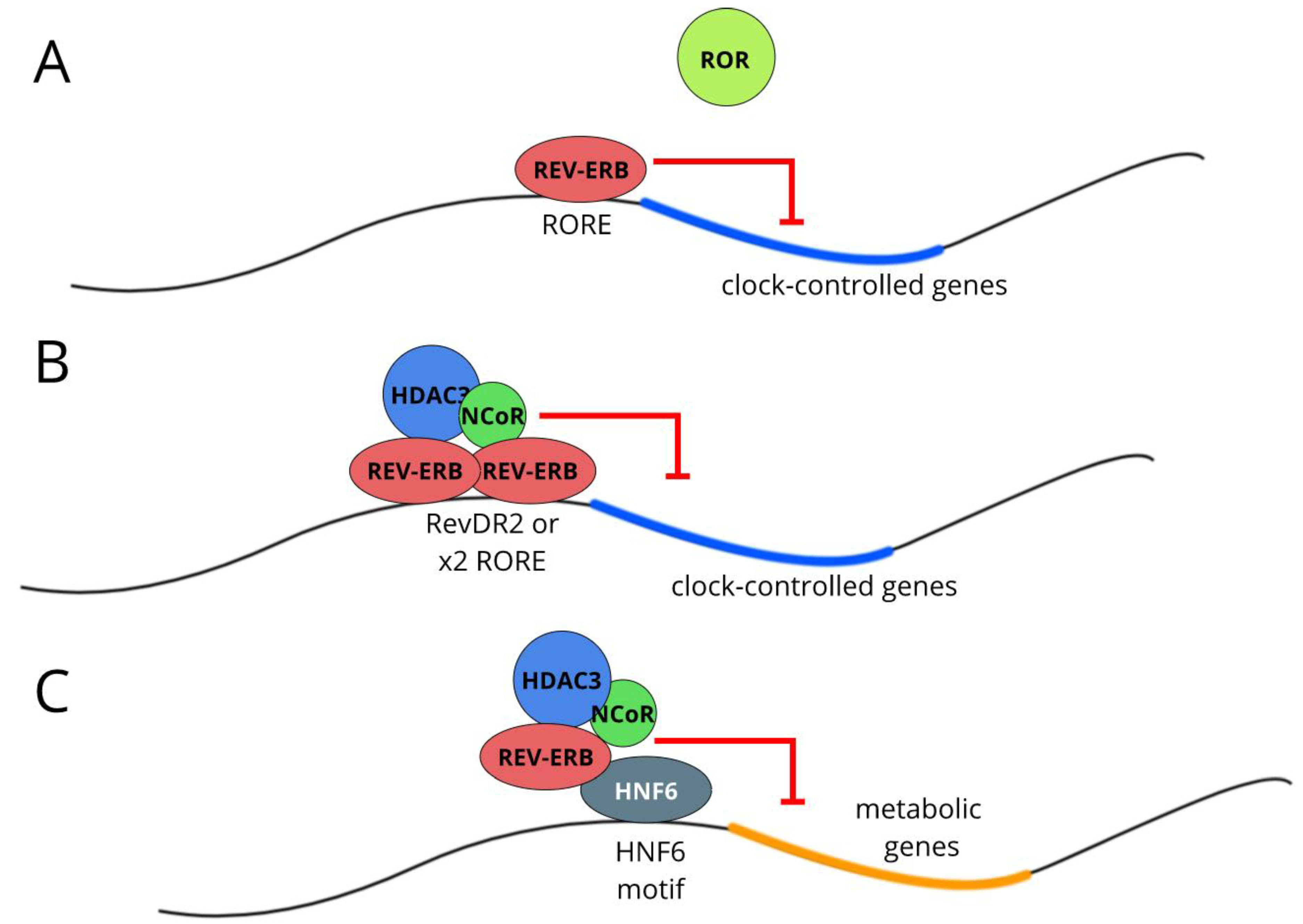 Biology 08 00079 g003