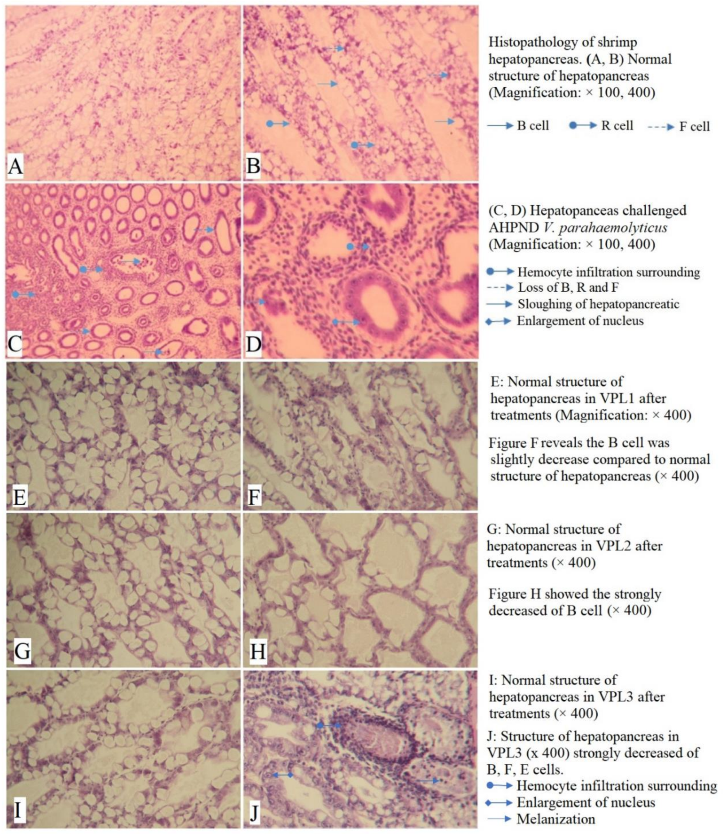 Biology 08 00091 g003