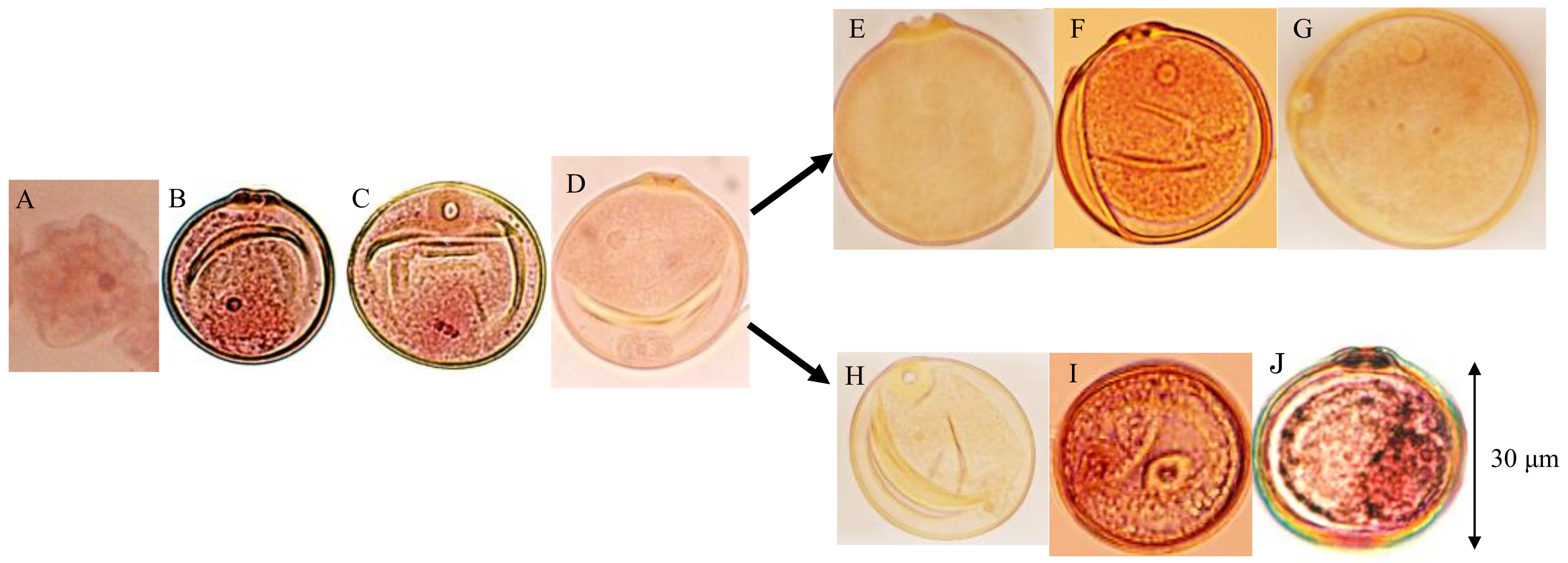 Biology 08 00094 g007