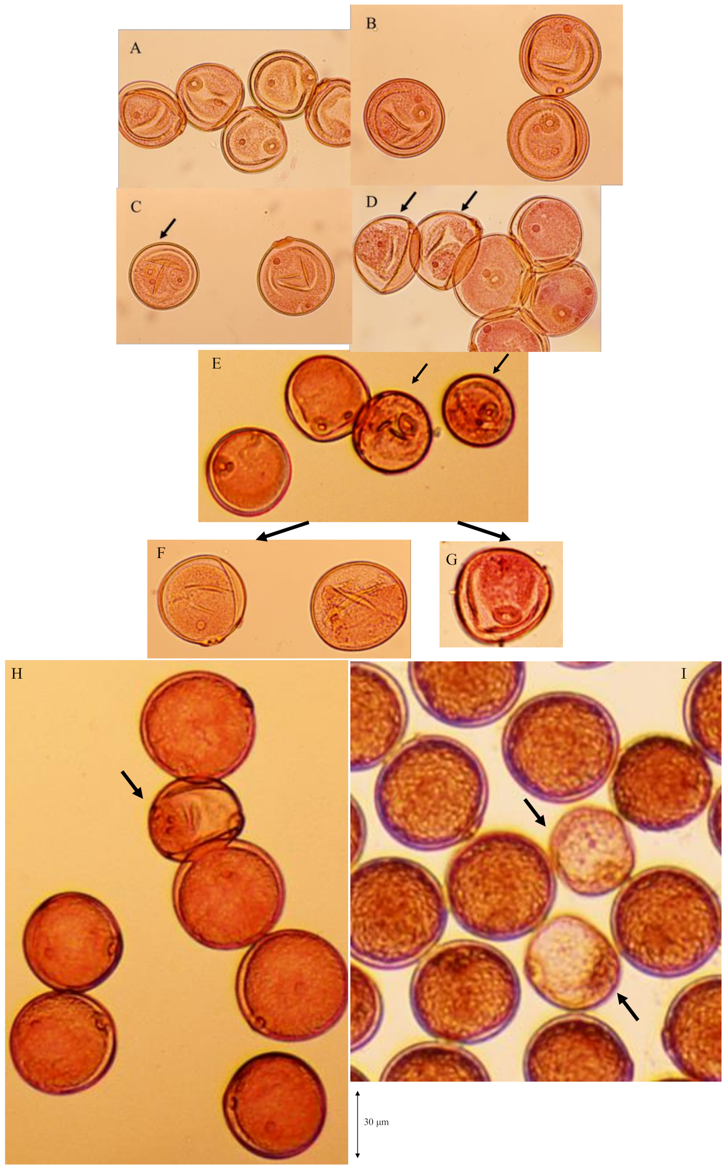 Biology 08 00094 g008