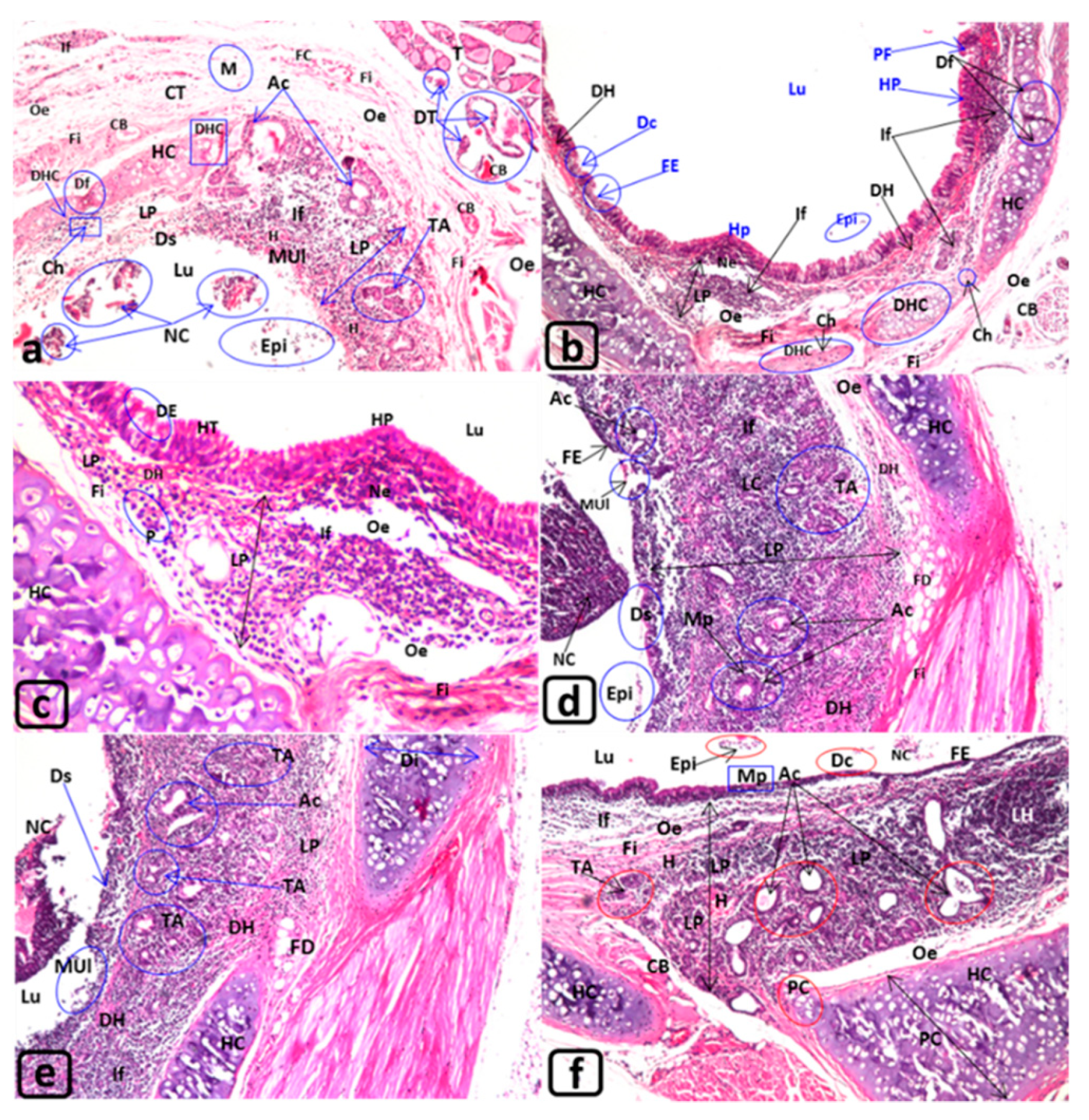 Biology 09 00002 g002