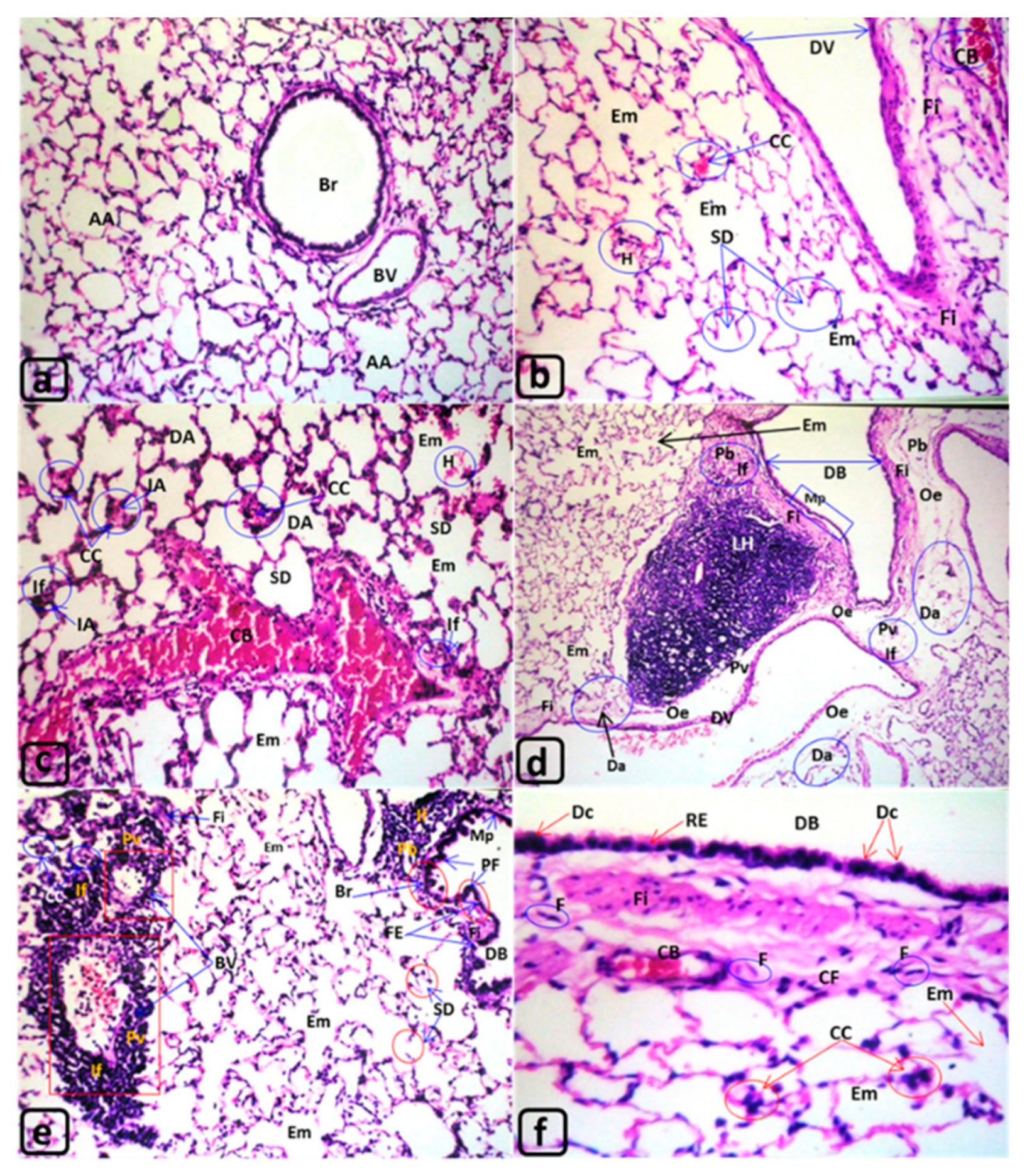 Biology 09 00002 g003