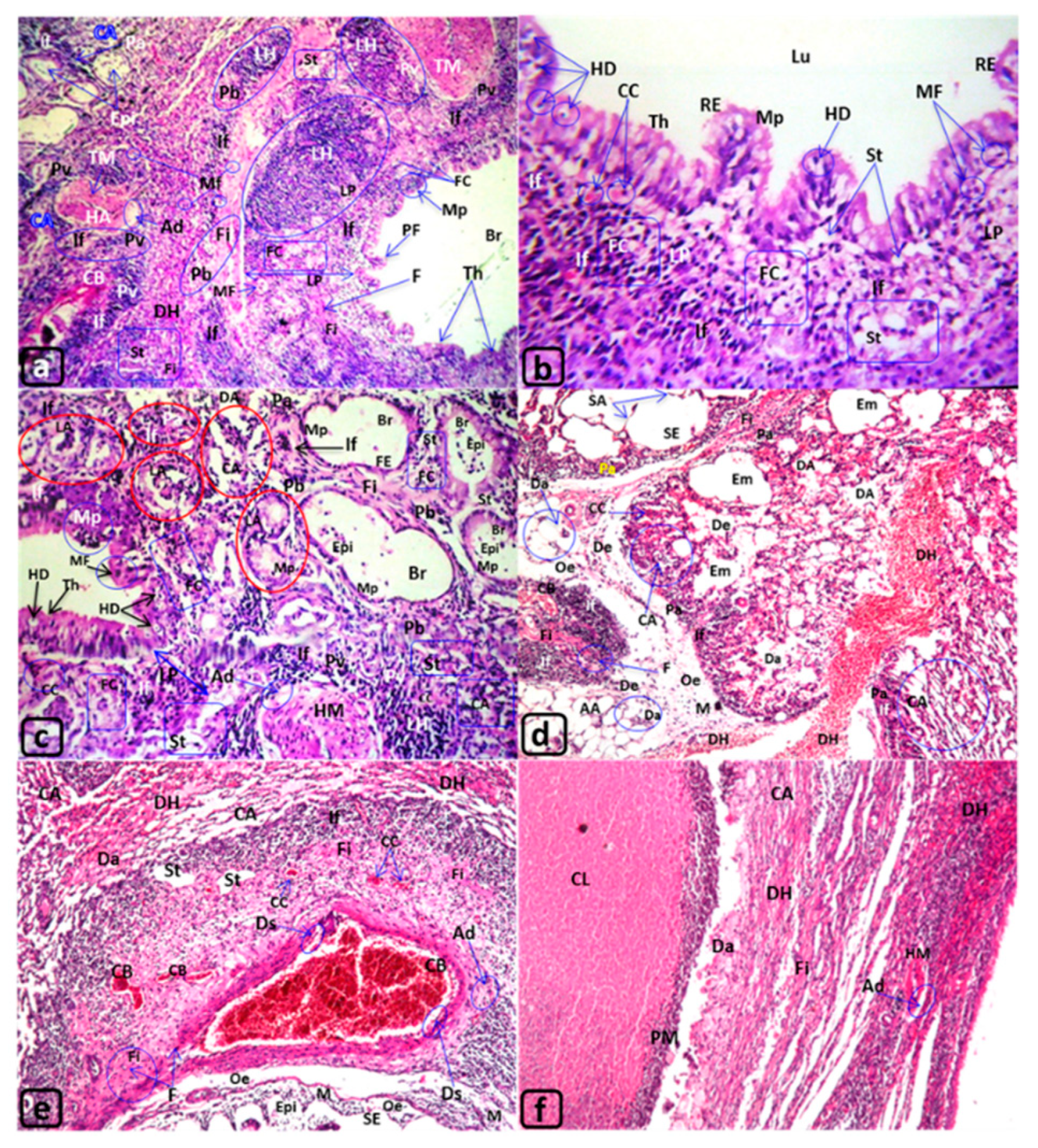 Biology 09 00002 g004