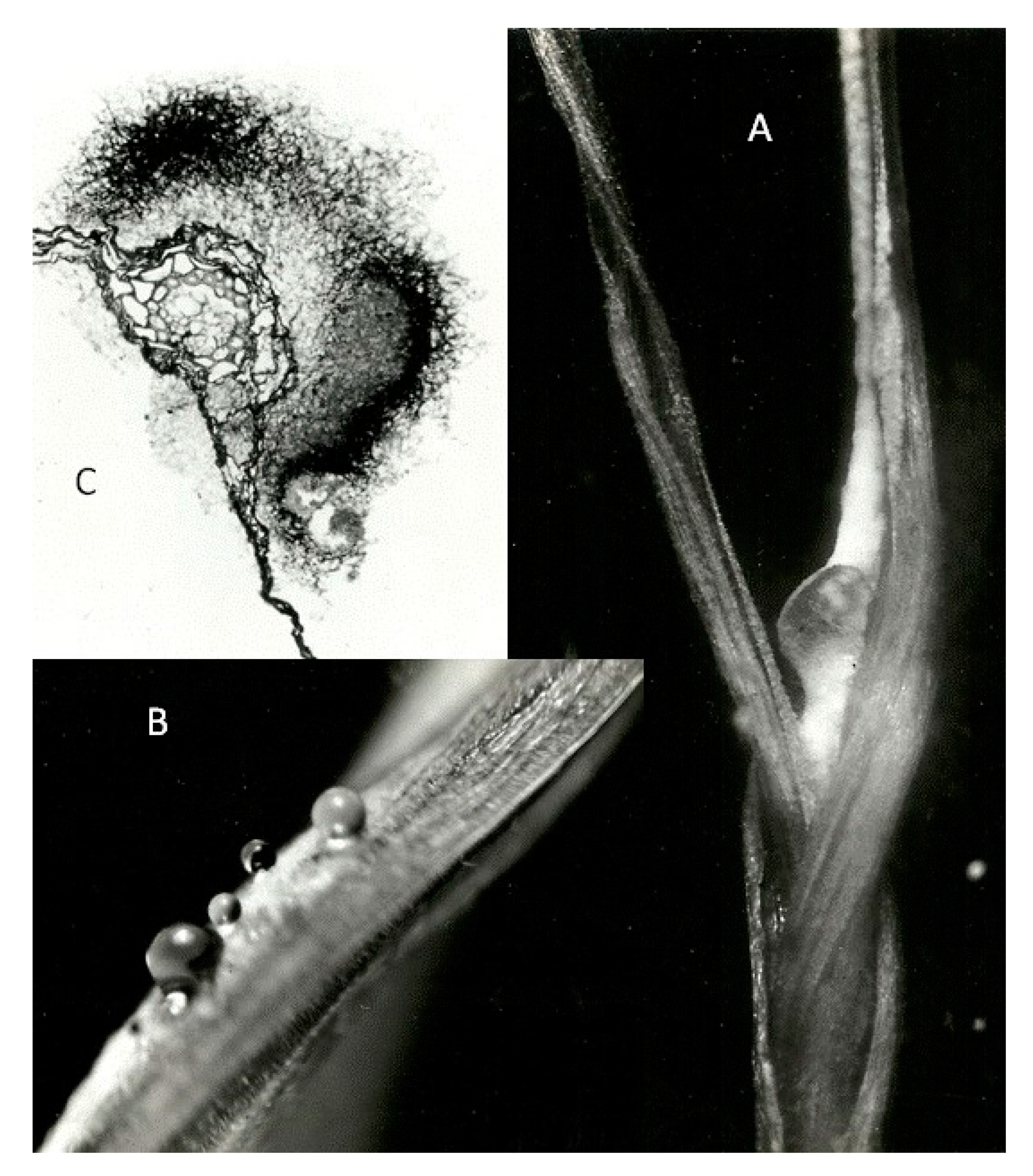 Biology 09 00041 g002