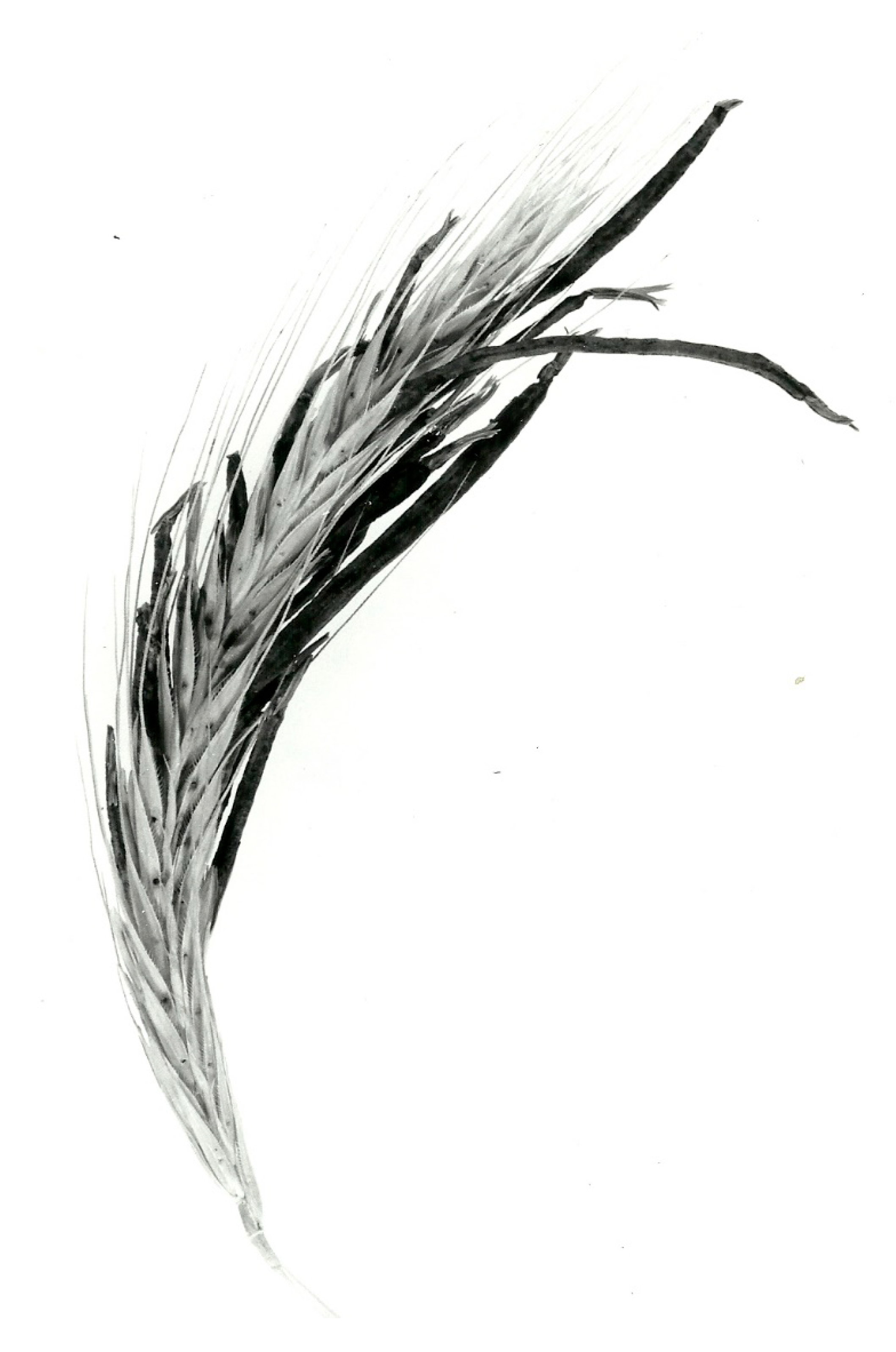 Biology 09 00041 g003