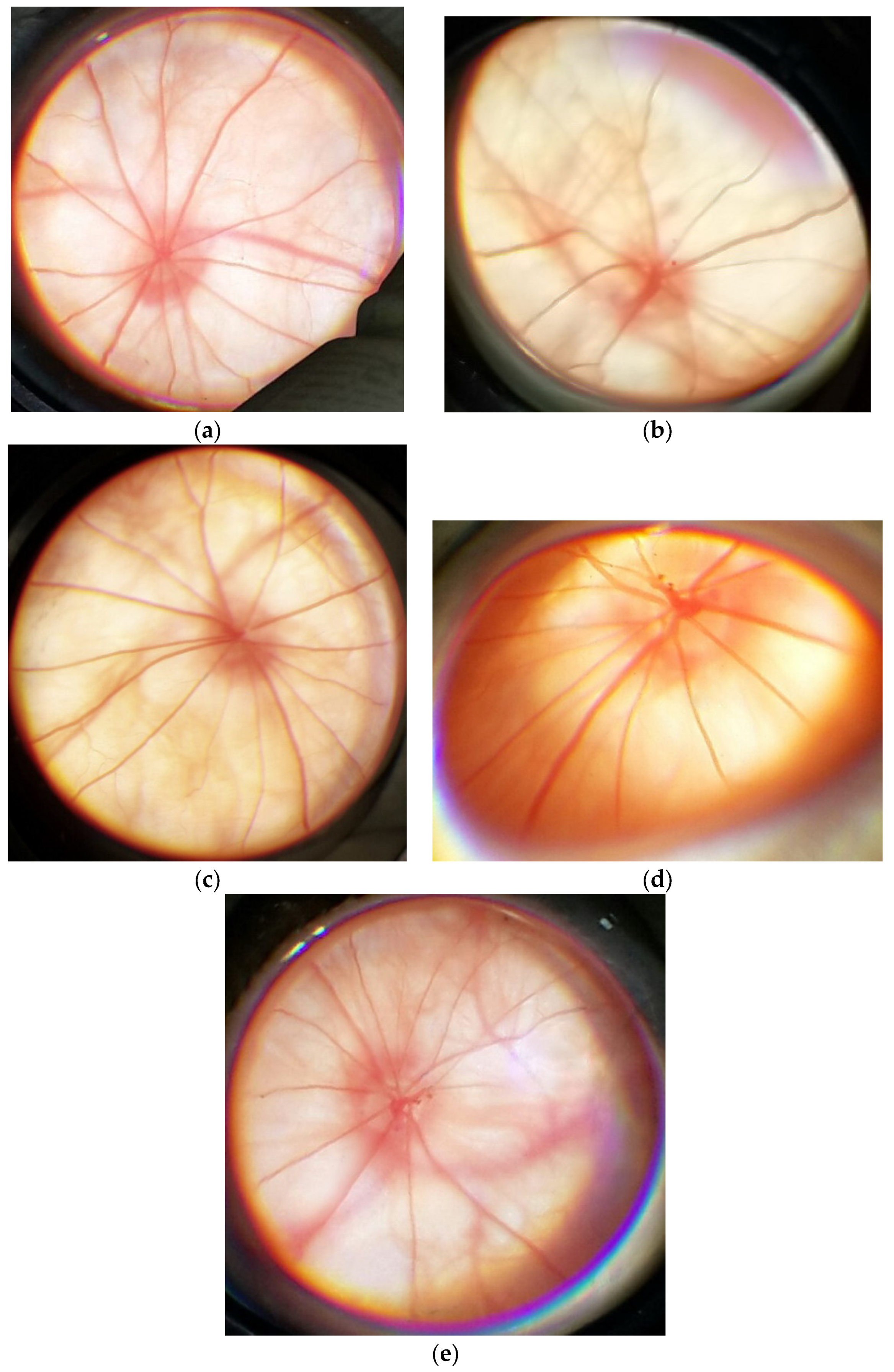 Biology 09 00045 g002
