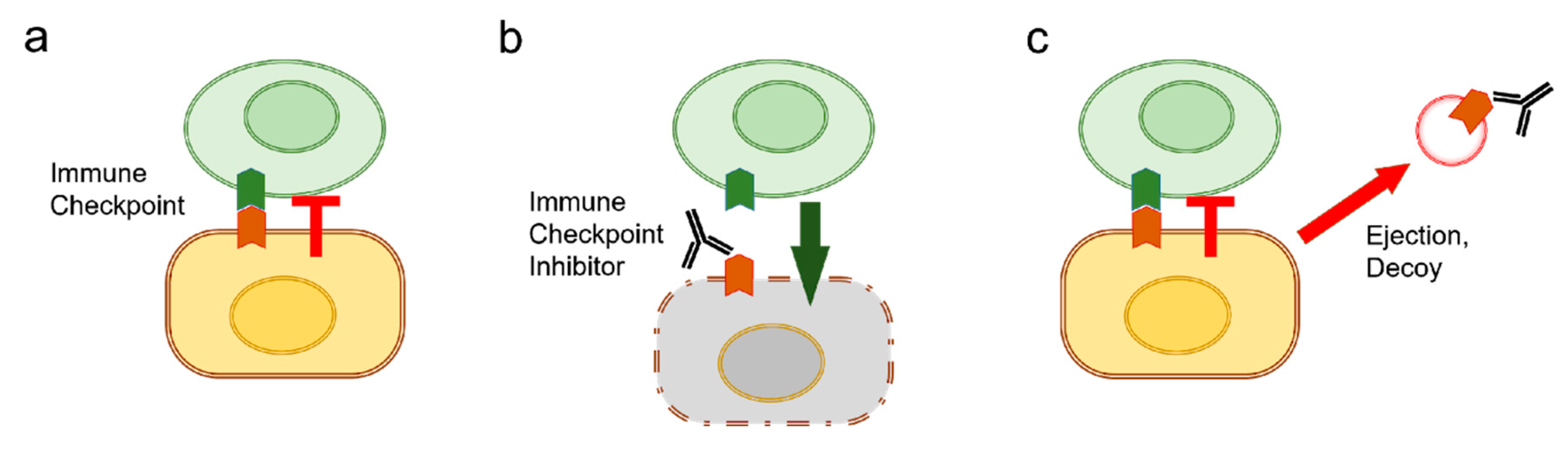 Biology 09 00047 g004