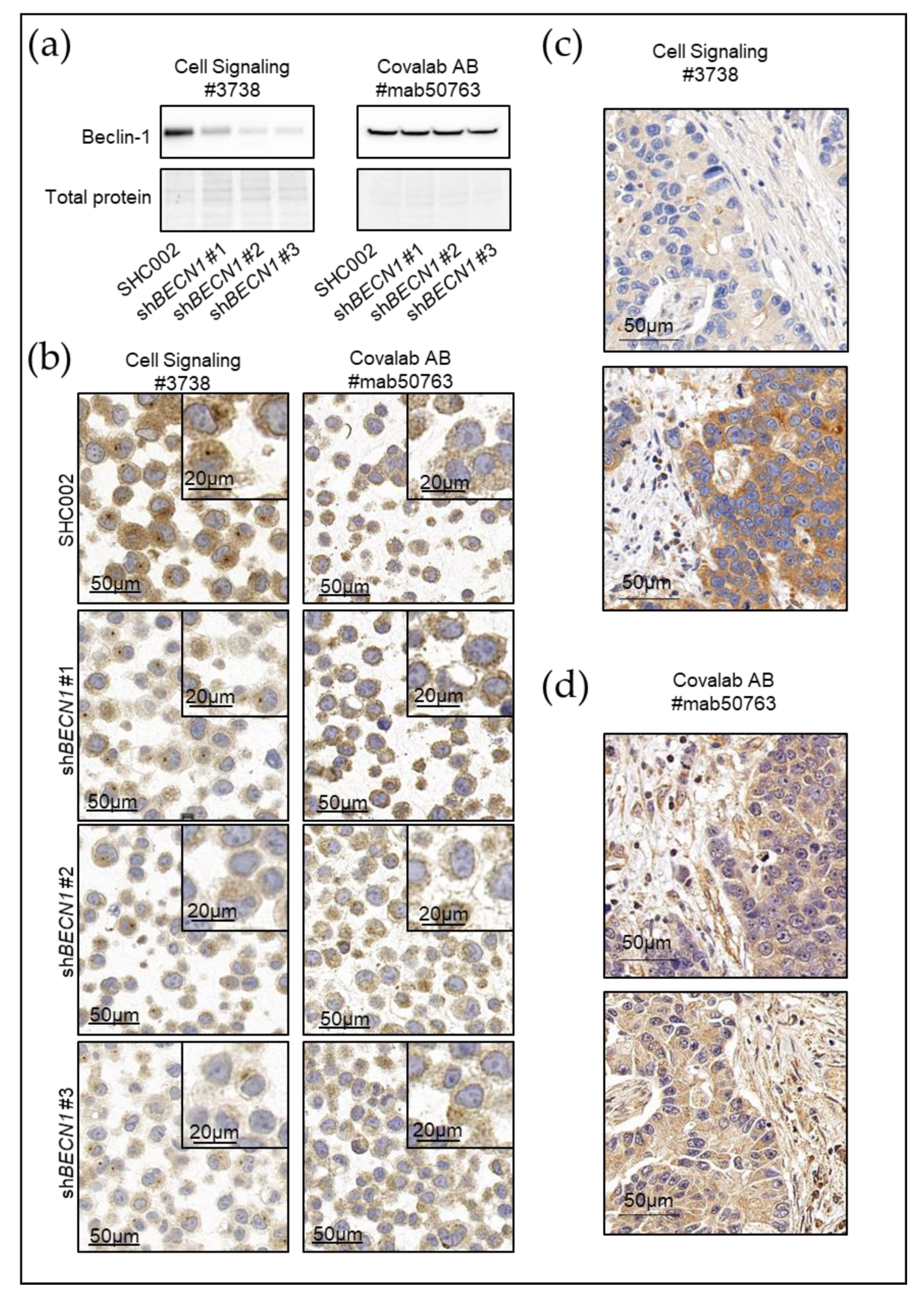 Biology 09 00059 g002