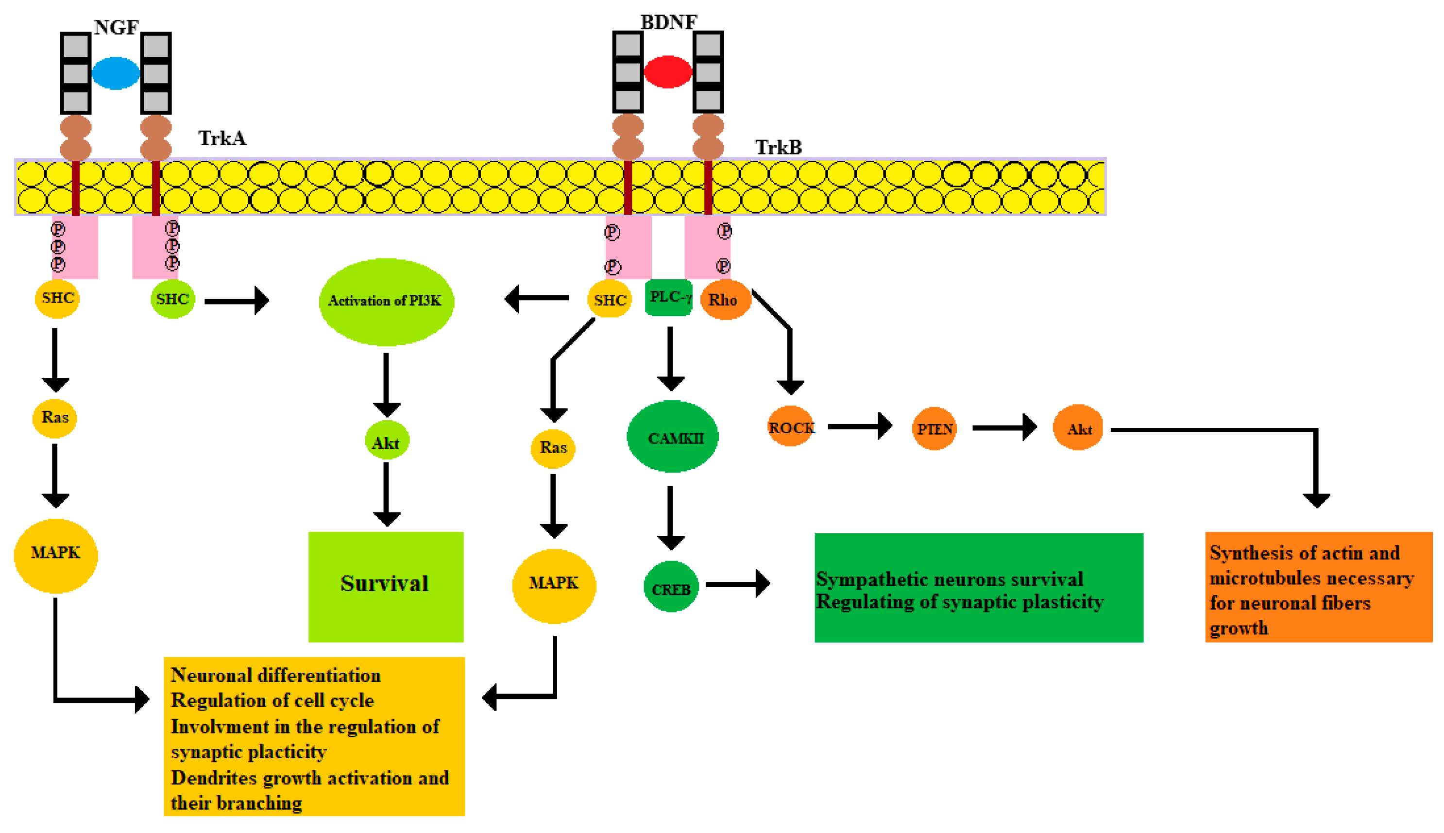 Biology 09 00063 g001