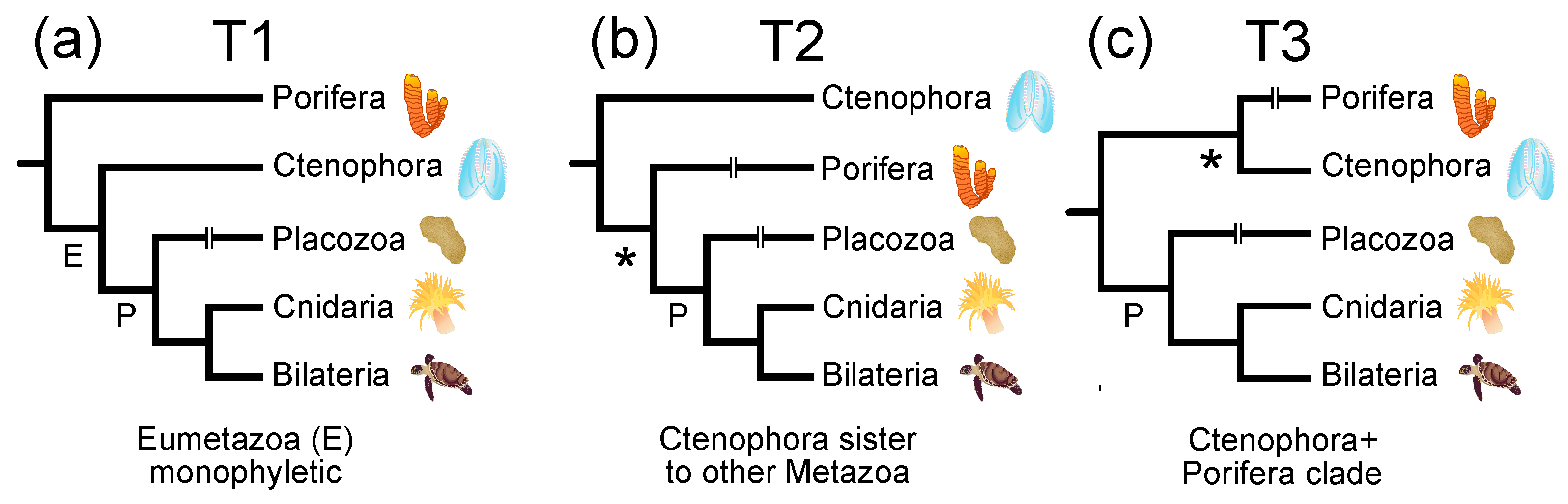 Biology 09 00064 g001
