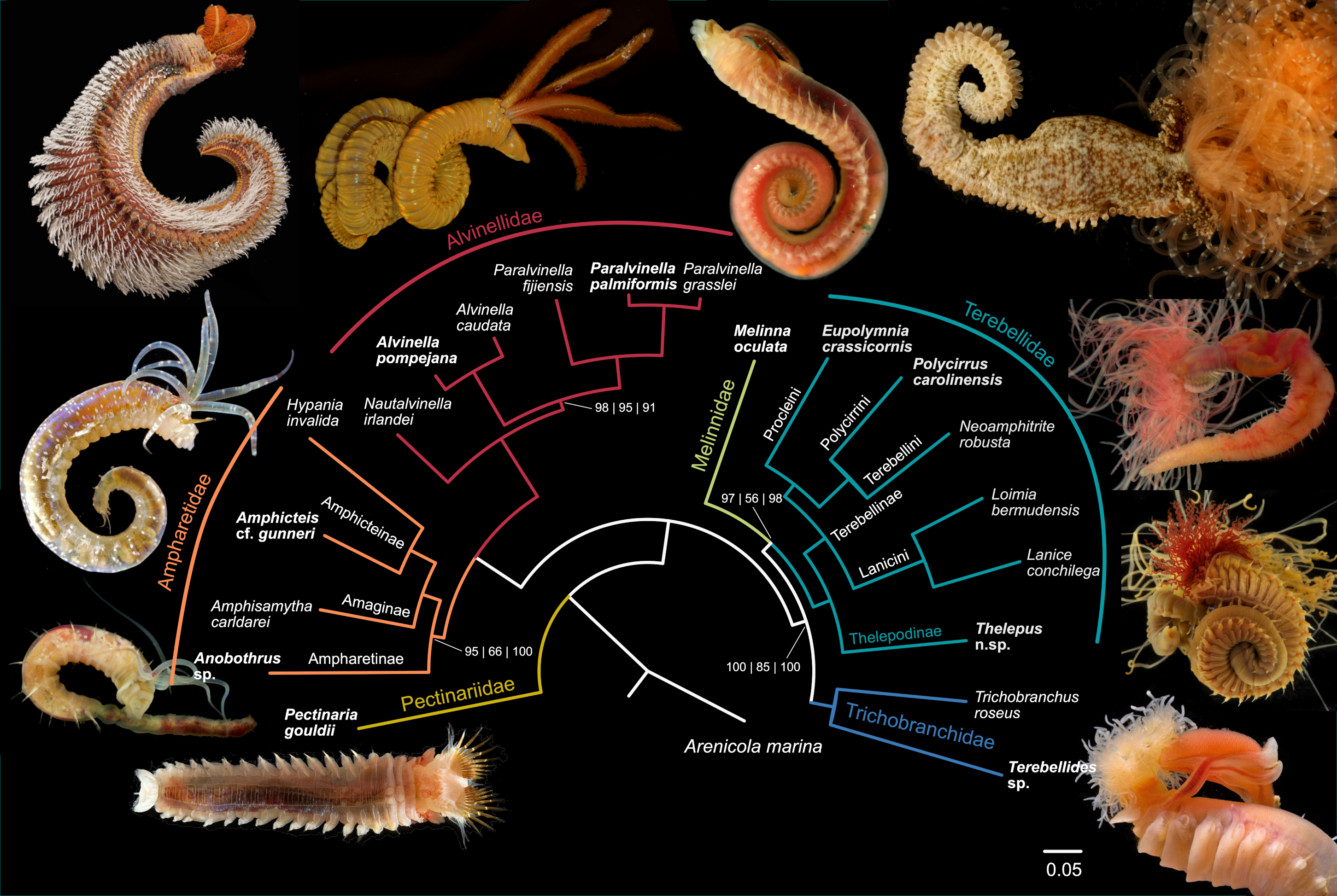 Biology 09 00073 g001