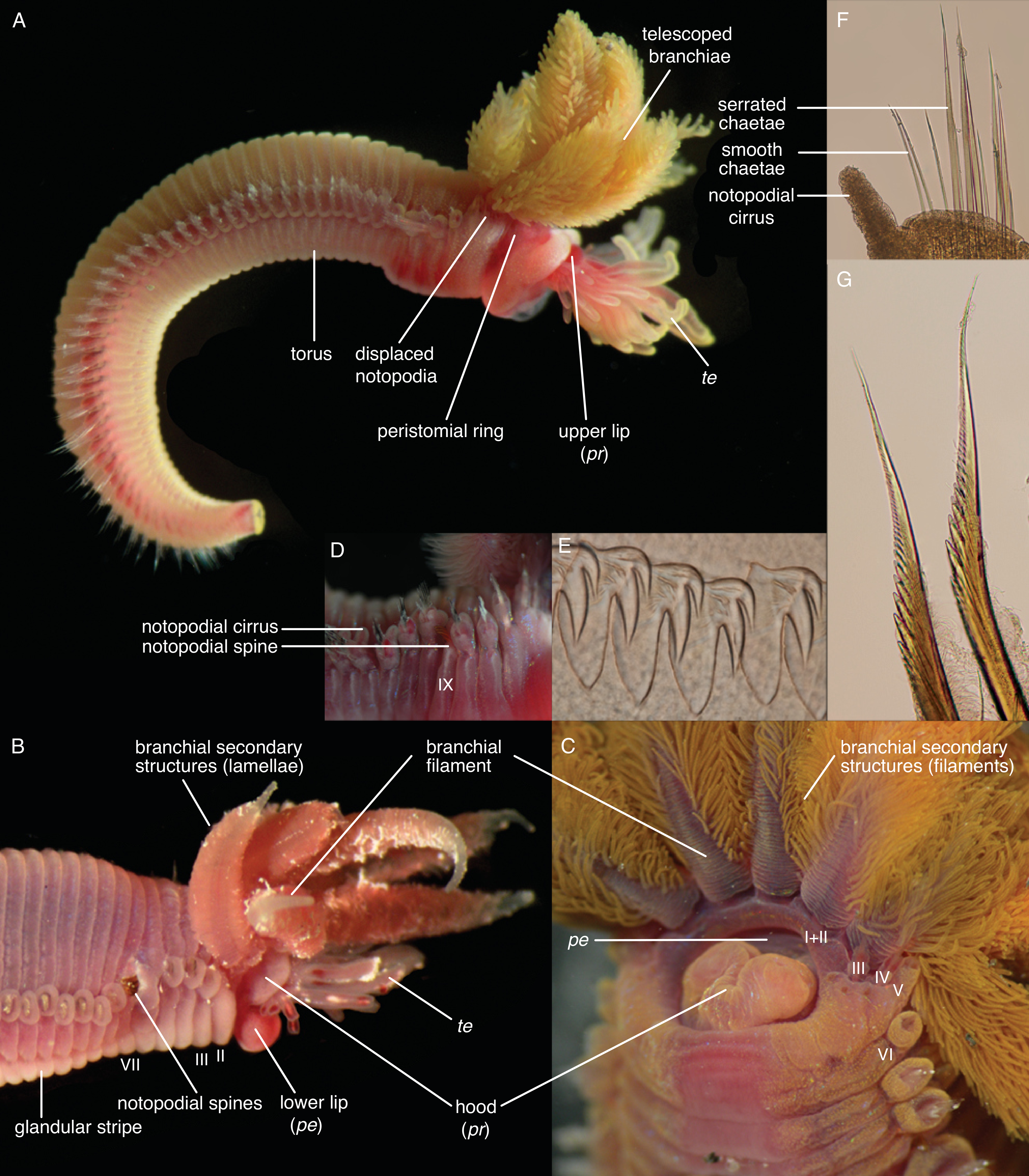 Biology 09 00073 g0a1