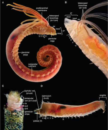 Biology 09 00073 g0a2