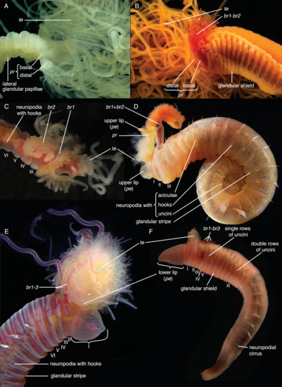 Biology 09 00073 g0a3