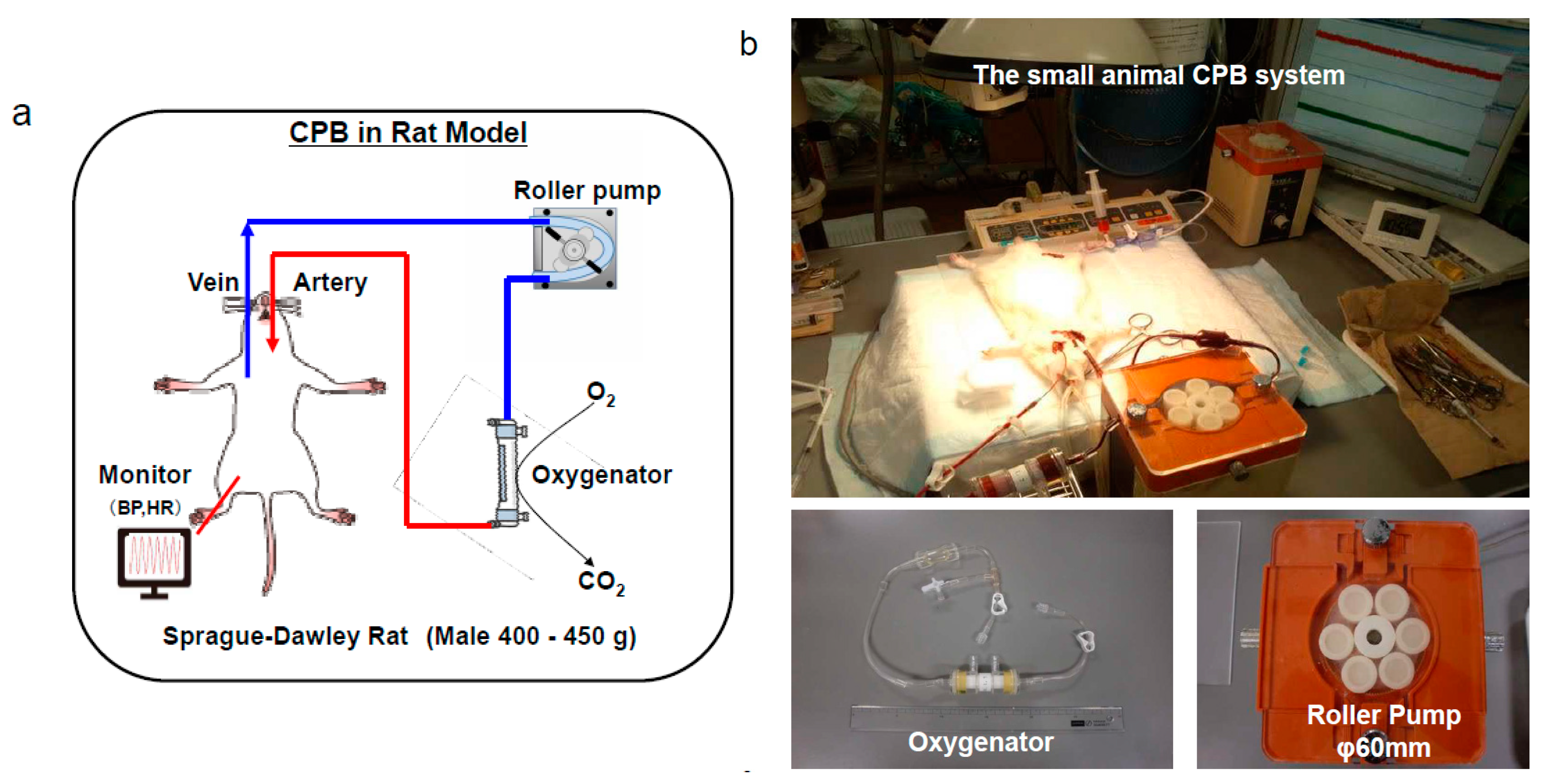 Biology 09 00081 g002
