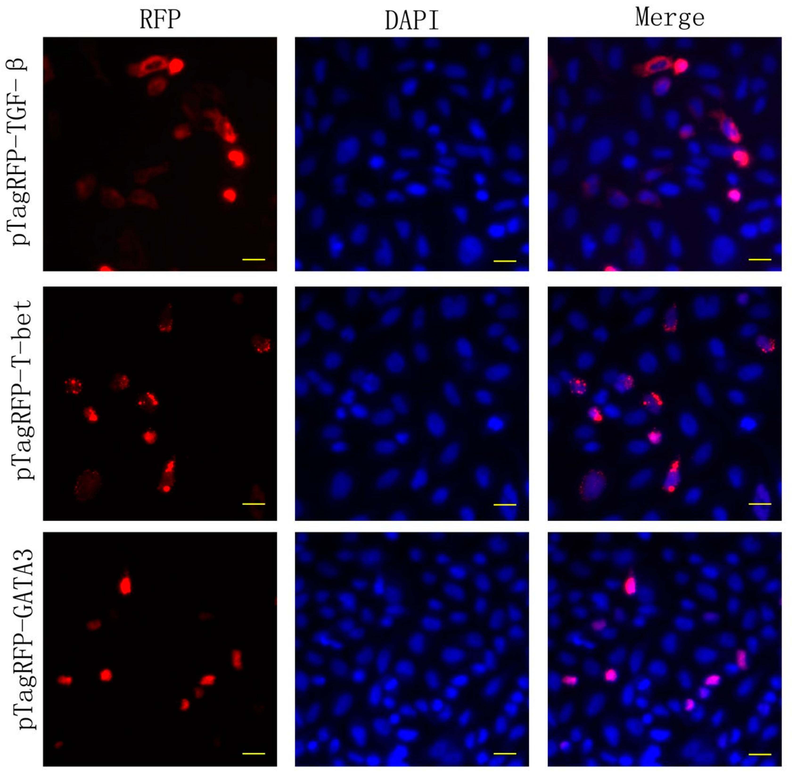 Biology 09 00082 g002