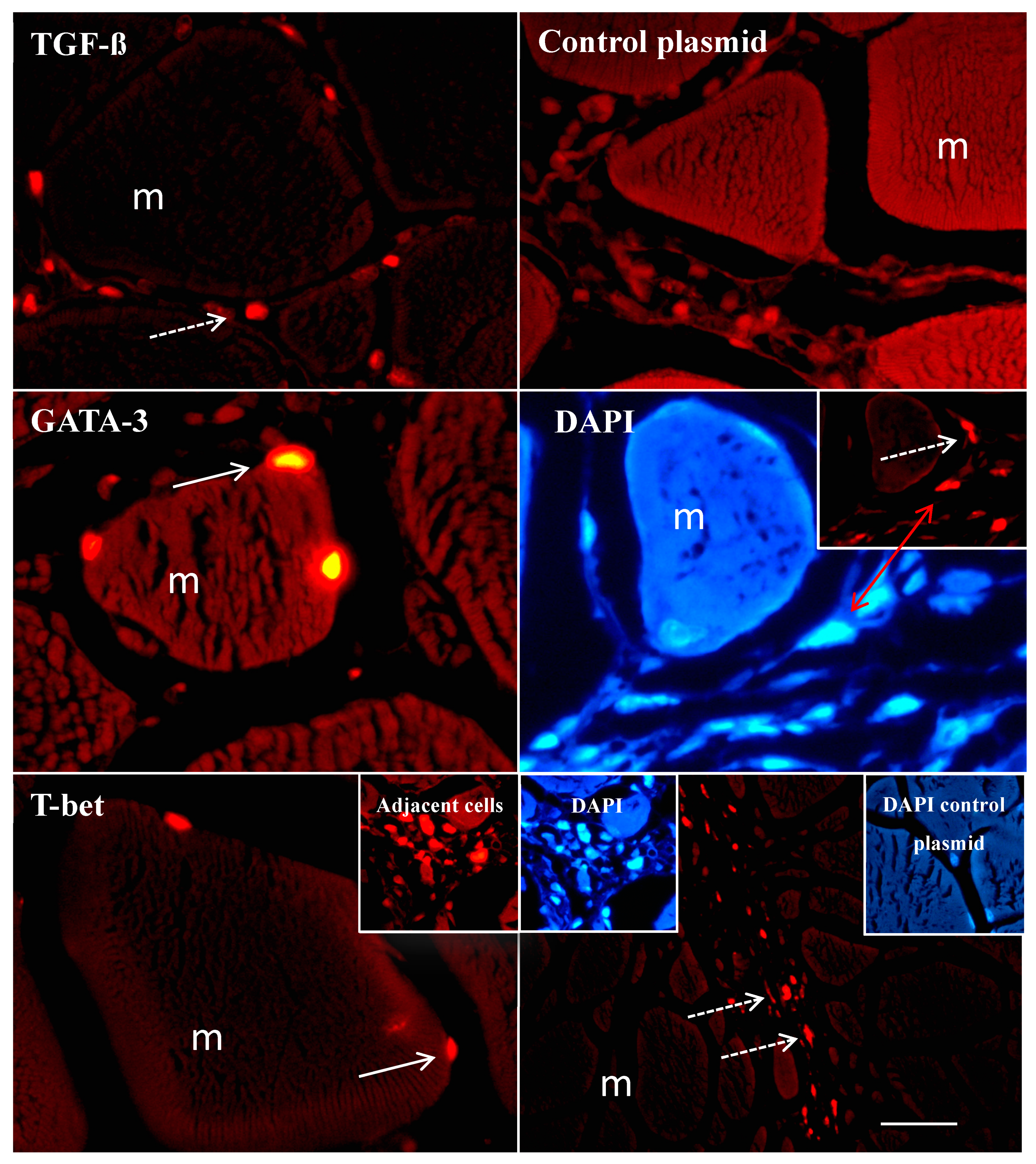 Biology 09 00082 g003