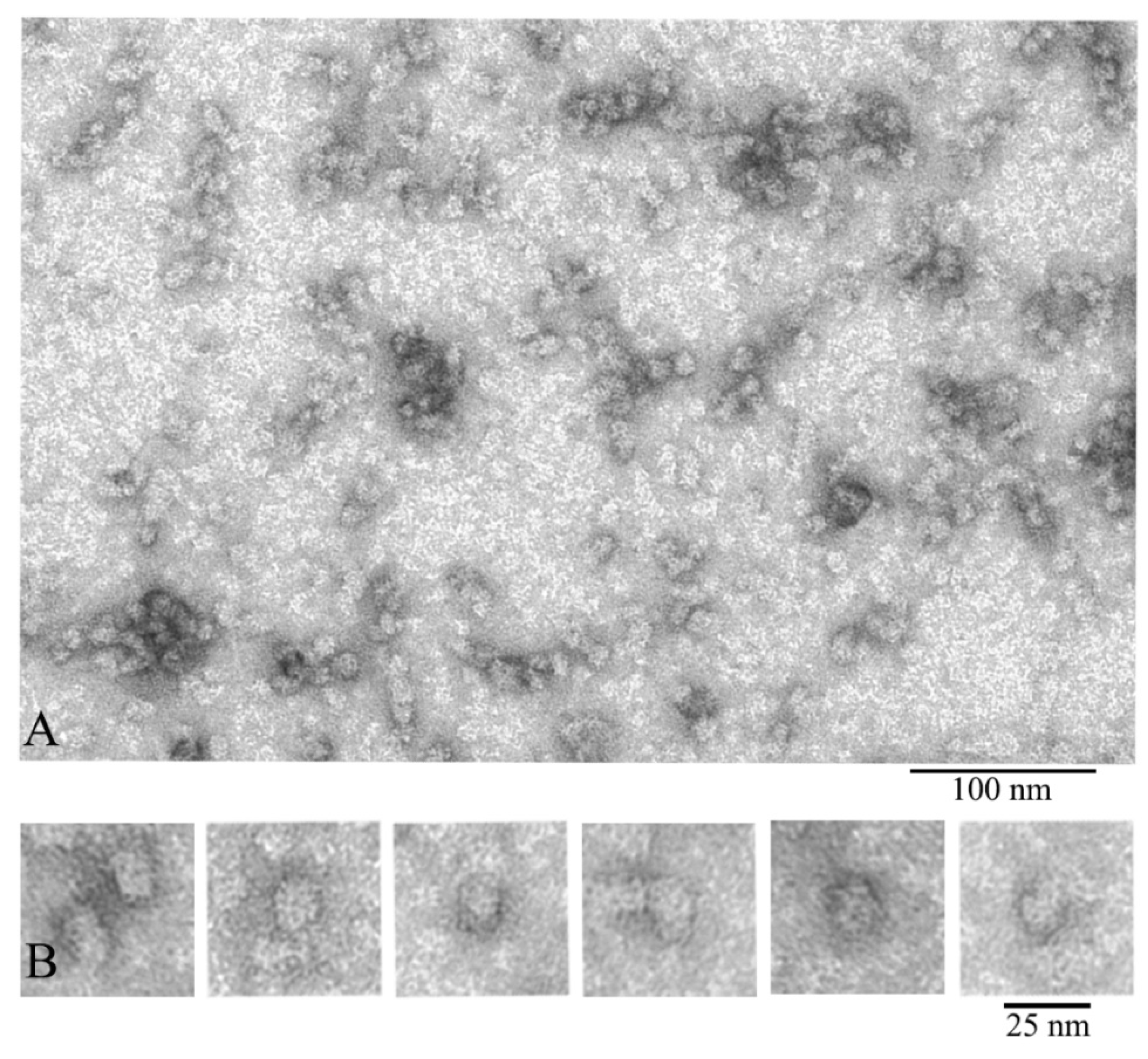 Biology 09 00085 g003