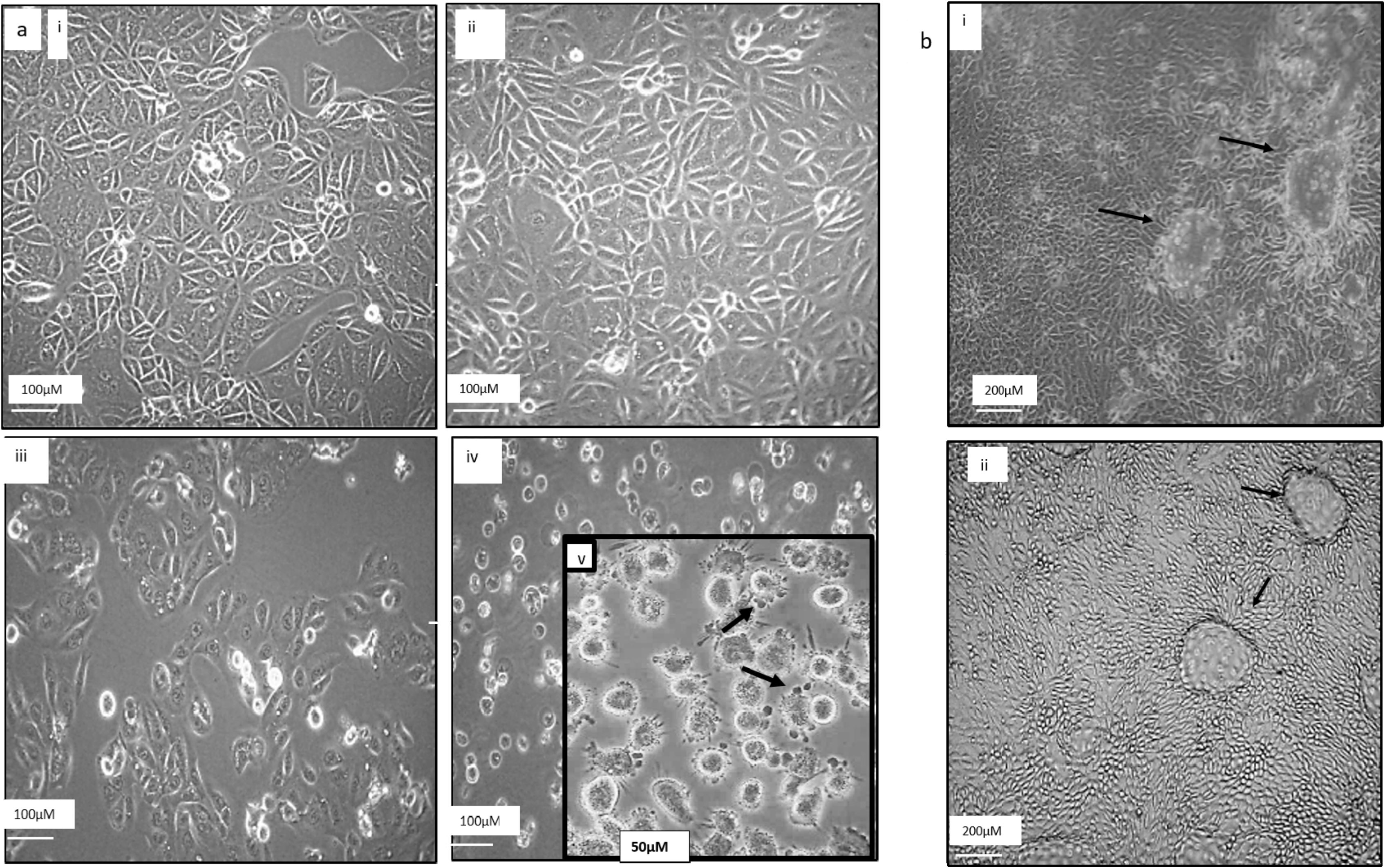 Biology 09 00092 g003 Biology 09 00092 g003