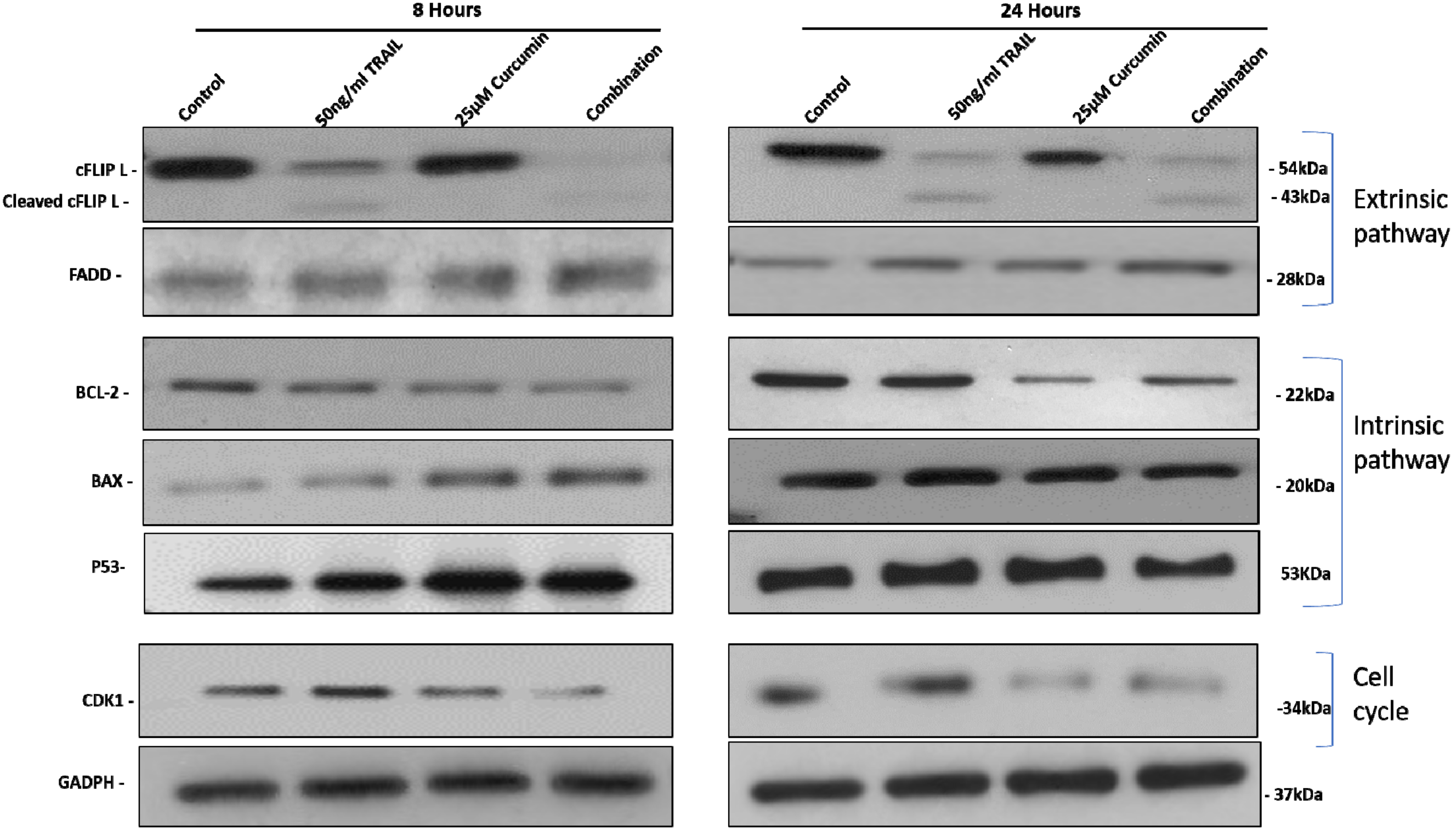 Biology 09 00092 g006 Biology 09 00092 g006