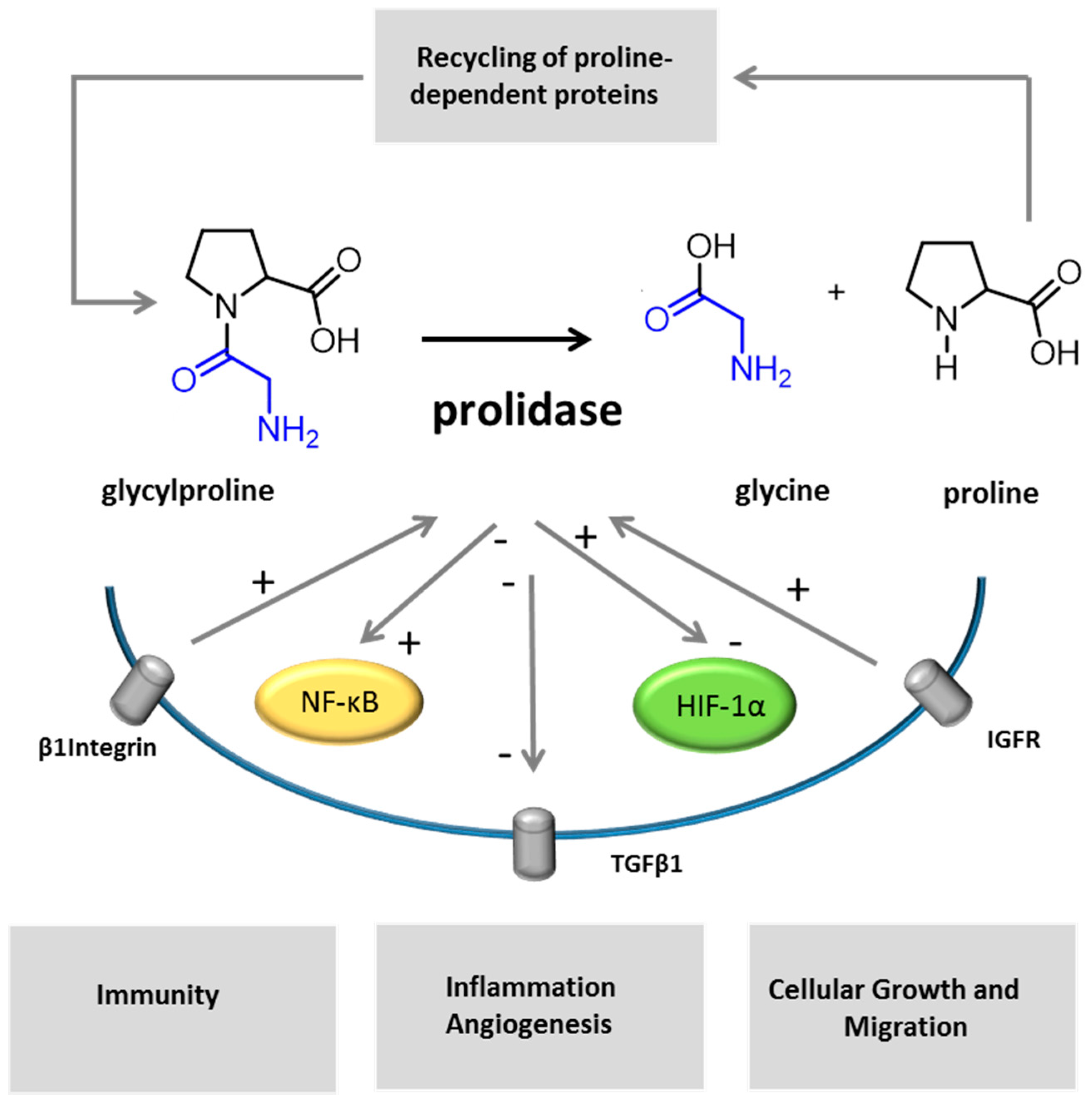 Biology 09 00108 g004 Biology 09 00108 g004