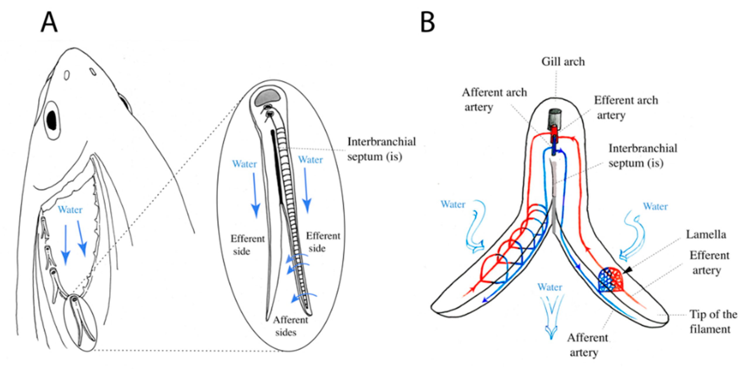 Biology 09 00127 g001 Biology 09 00127 g001