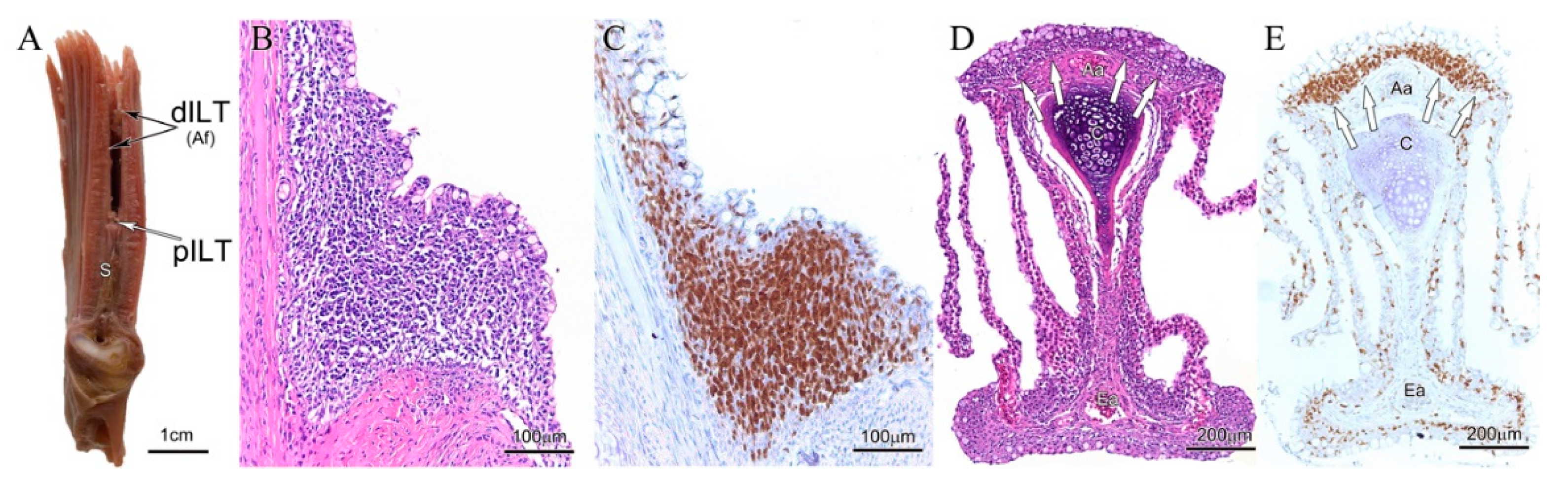 Biology 09 00127 g003 Biology 09 00127 g003