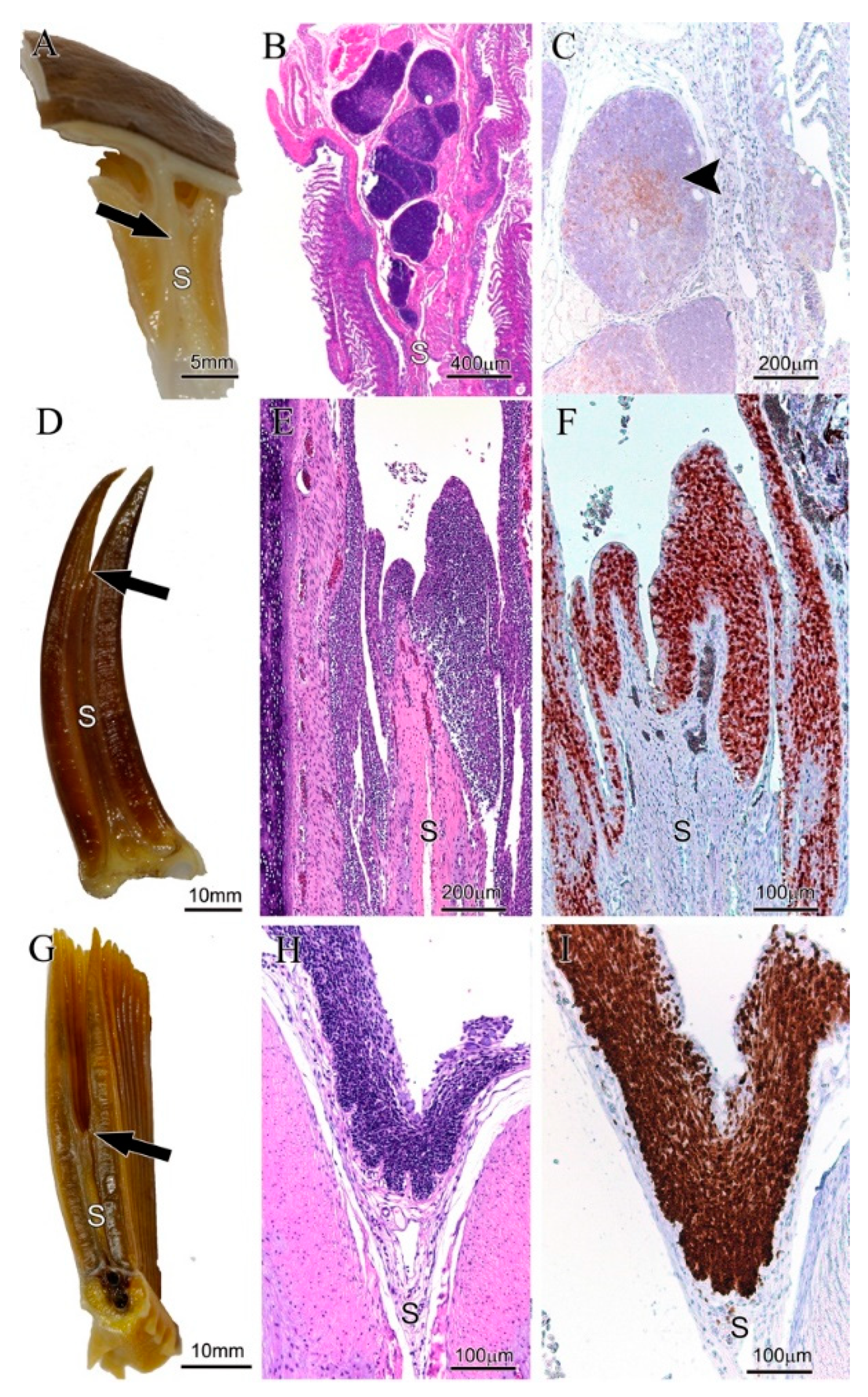 Biology 09 00127 g004 Biology 09 00127 g004