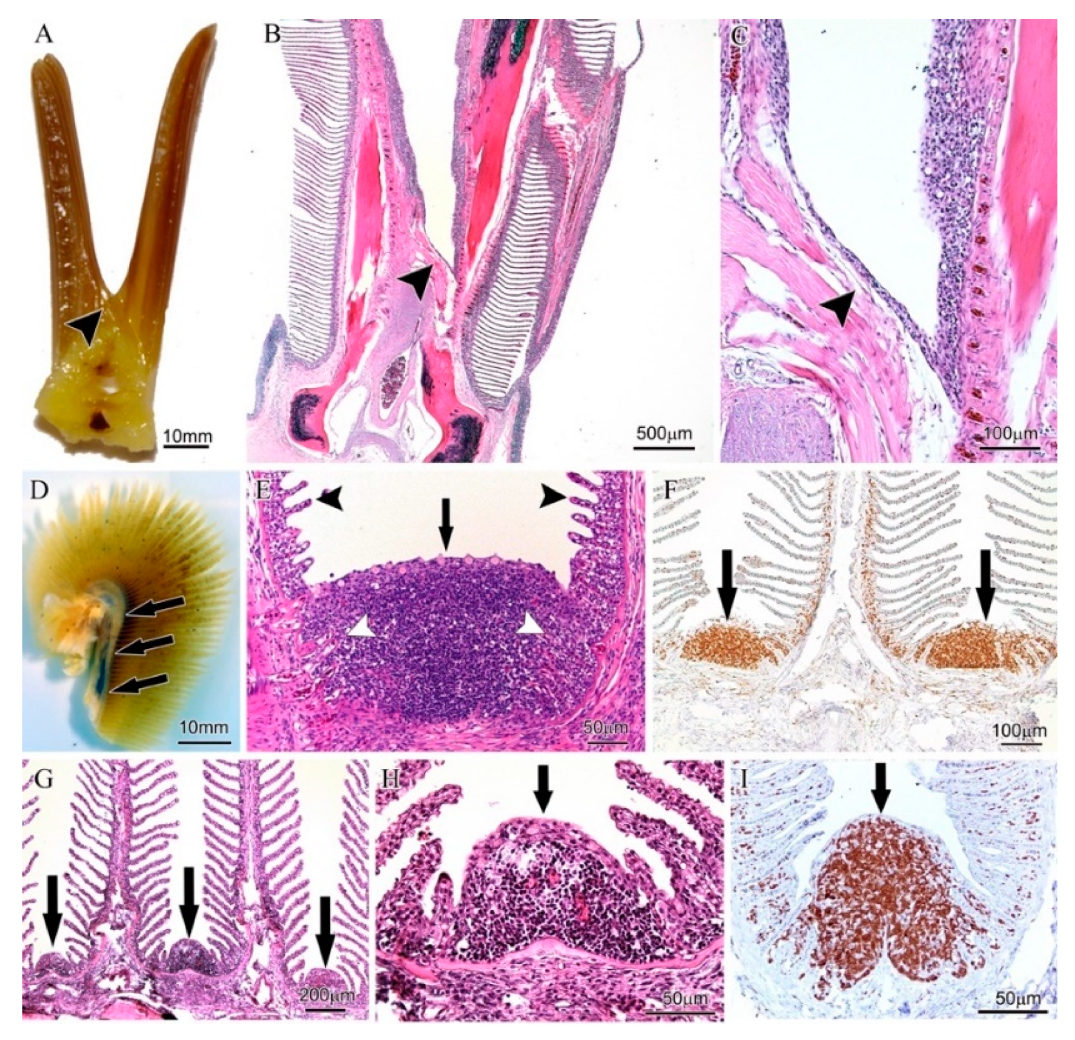Biology 09 00127 g005 Biology 09 00127 g005
