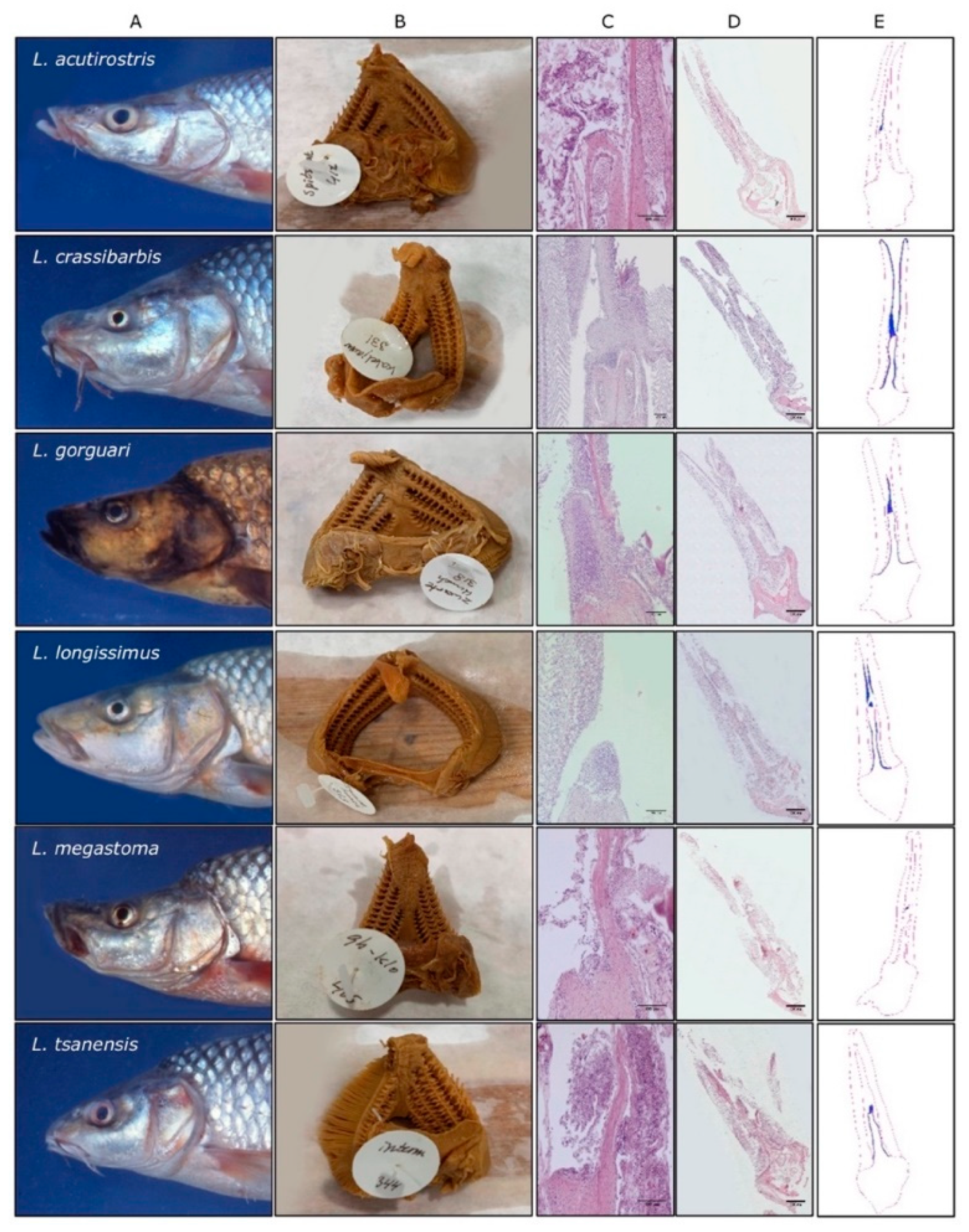 Biology 09 00127 g008 Biology 09 00127 g008