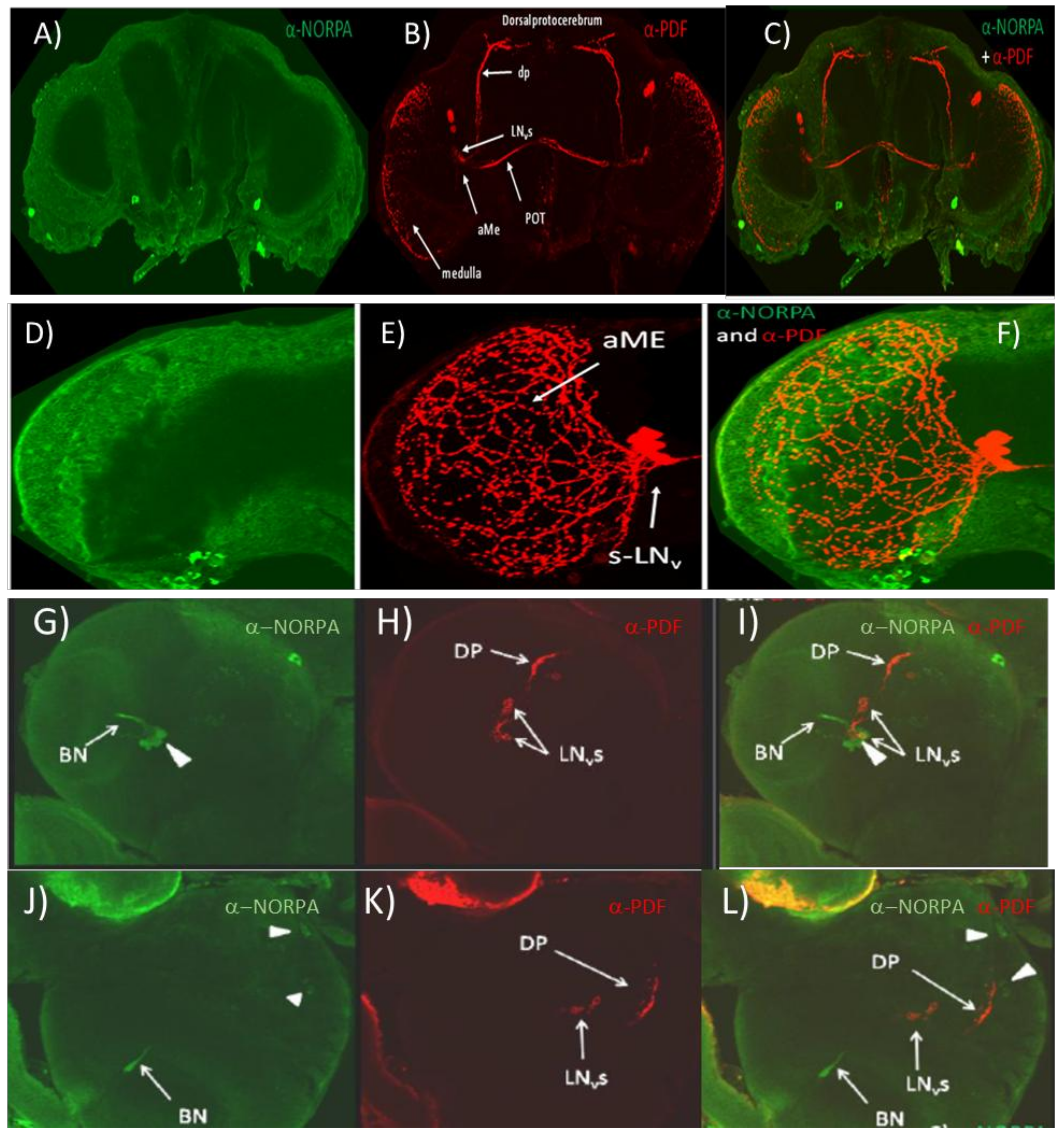 Biology 09 00130 g001