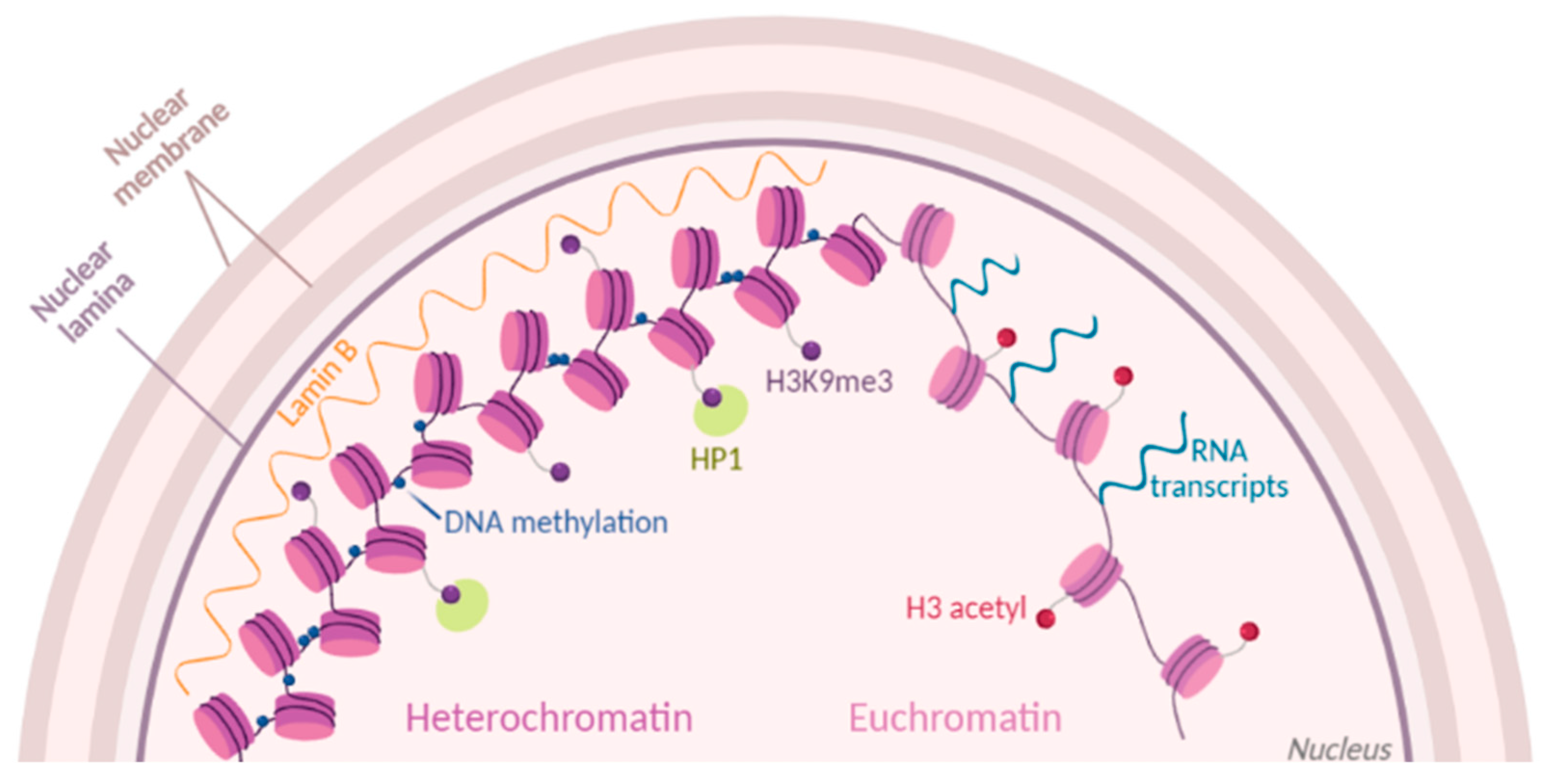 Biology 09 00140 g001