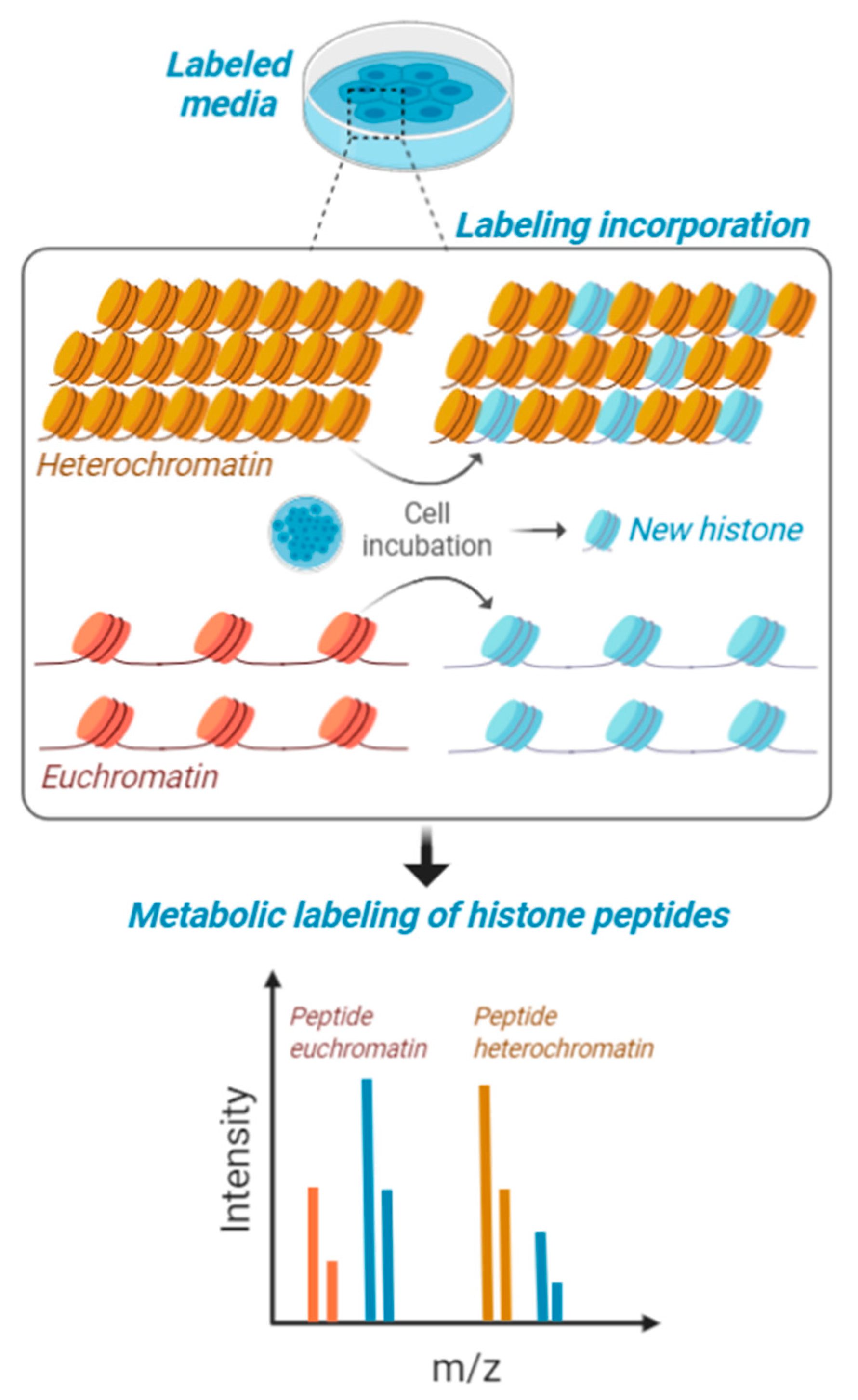 Biology 09 00140 g002