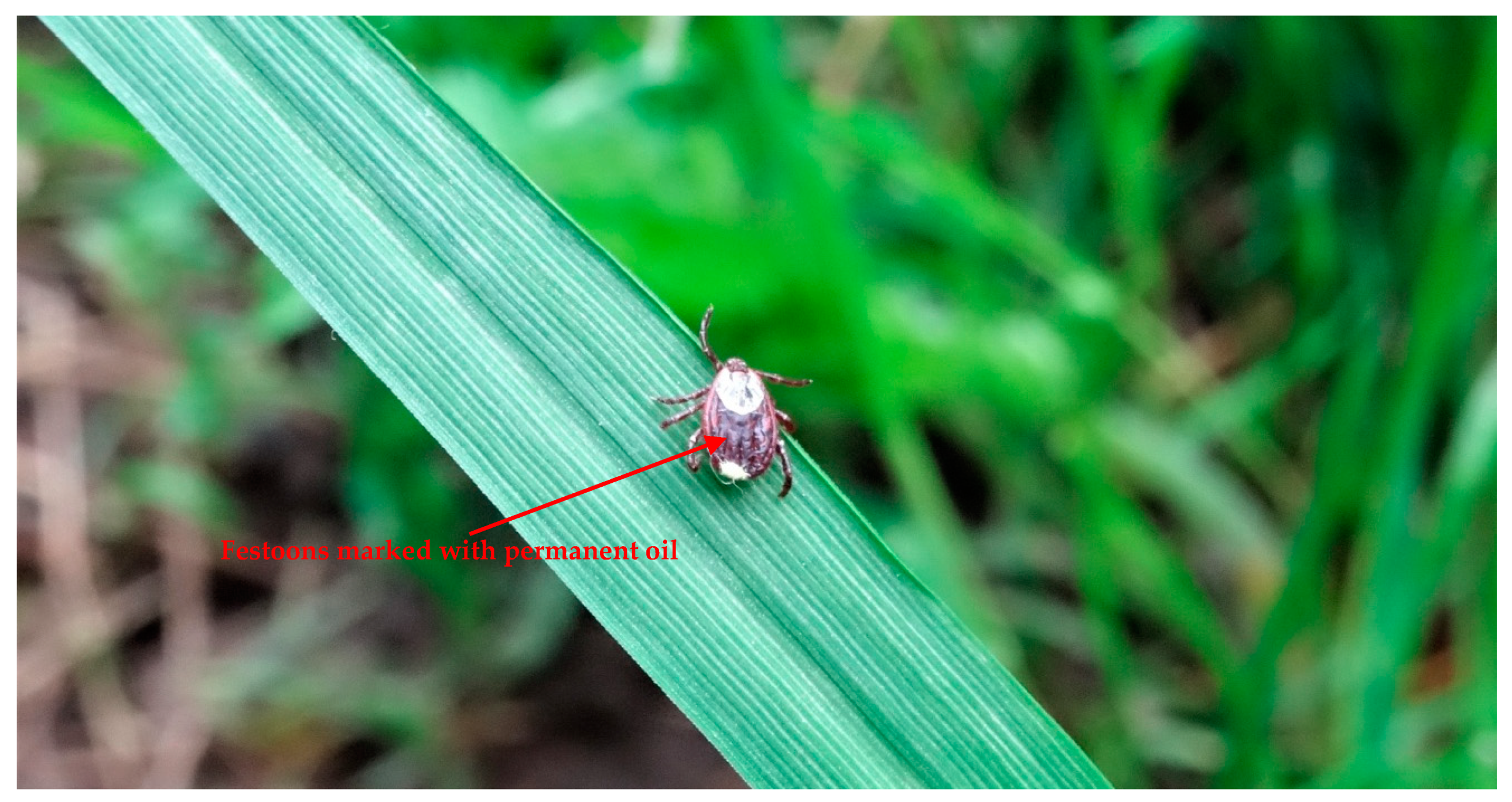 Biology 09 00145 g001