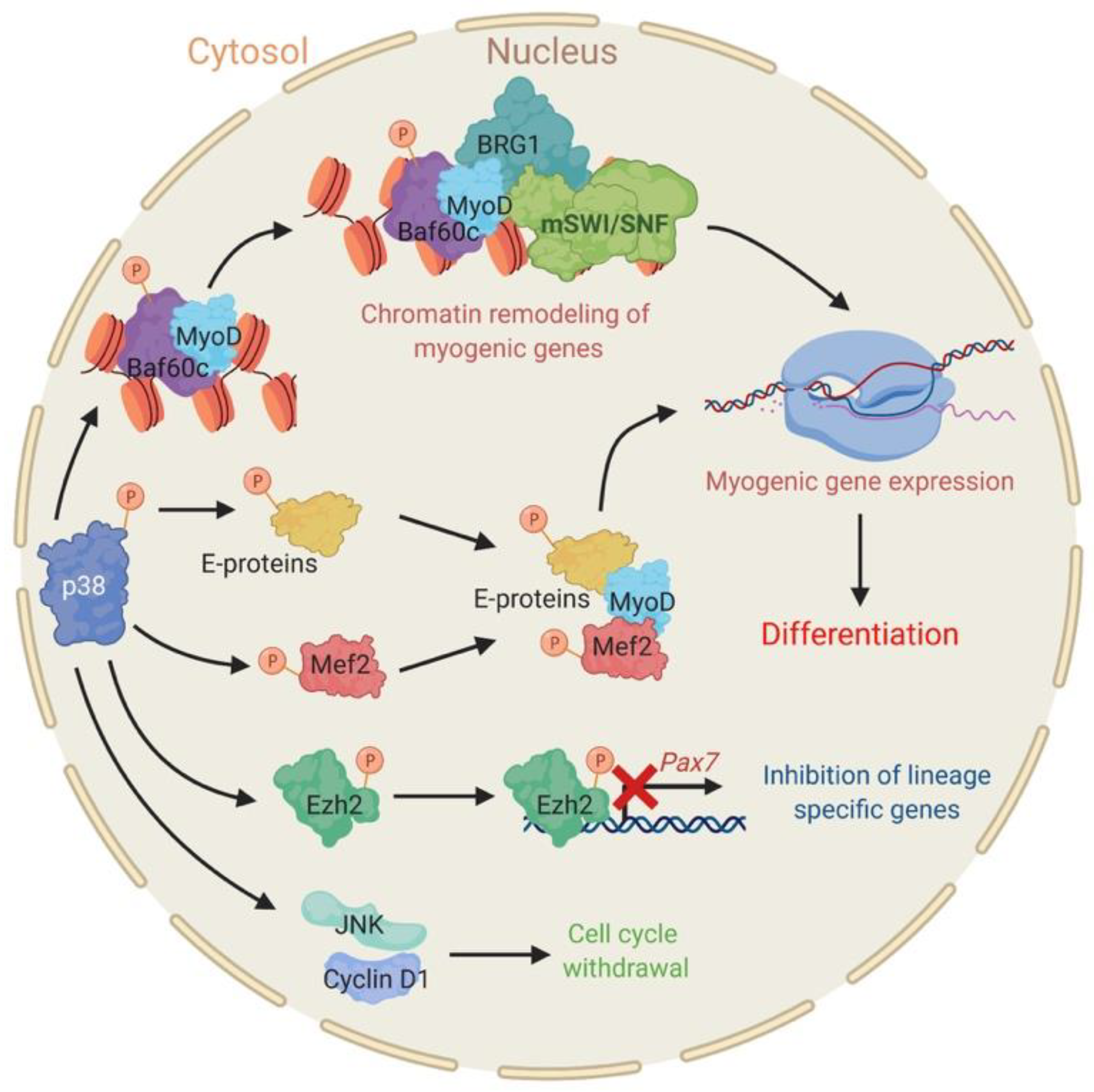 Biology 09 00152 g001