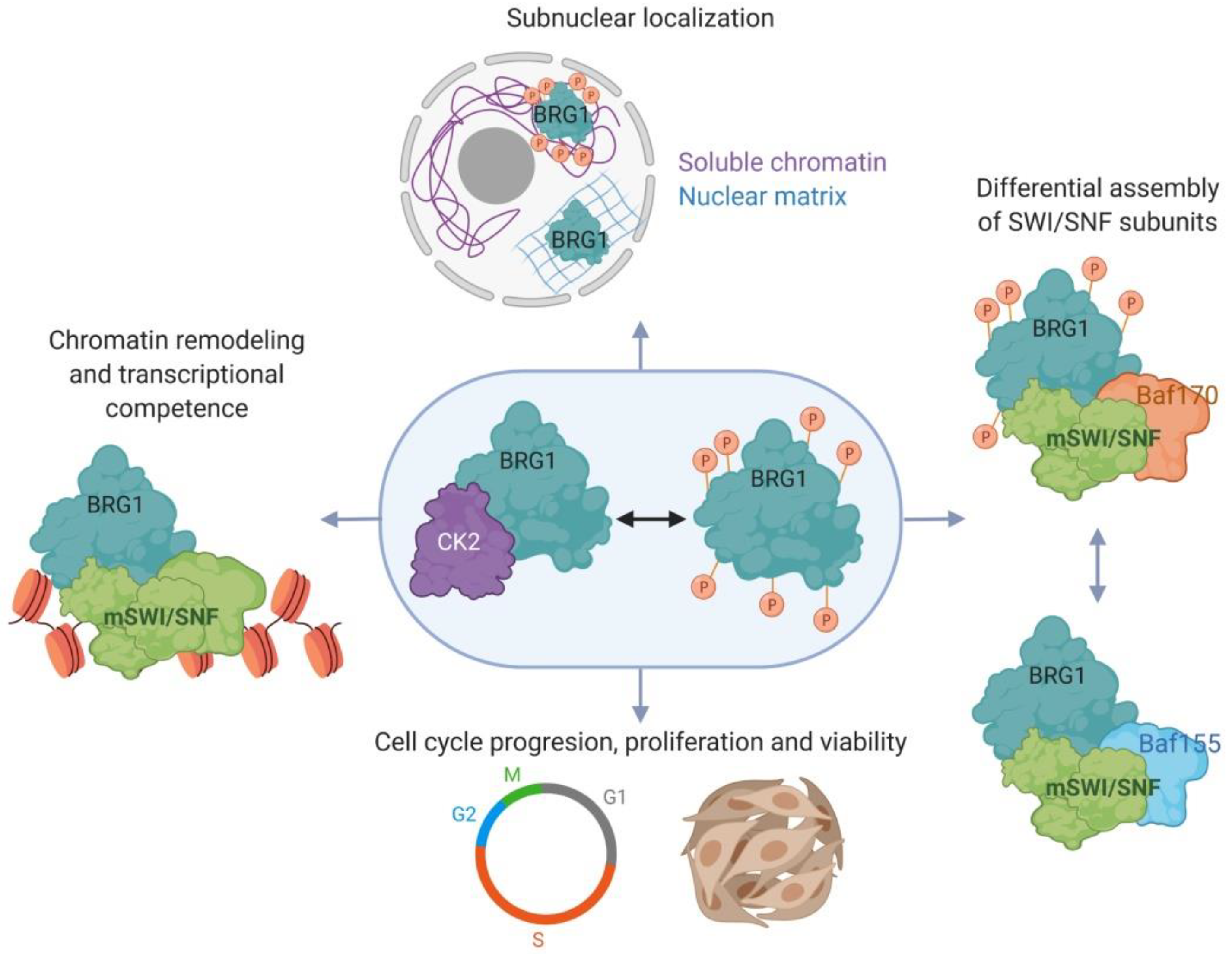 Biology 09 00152 g002