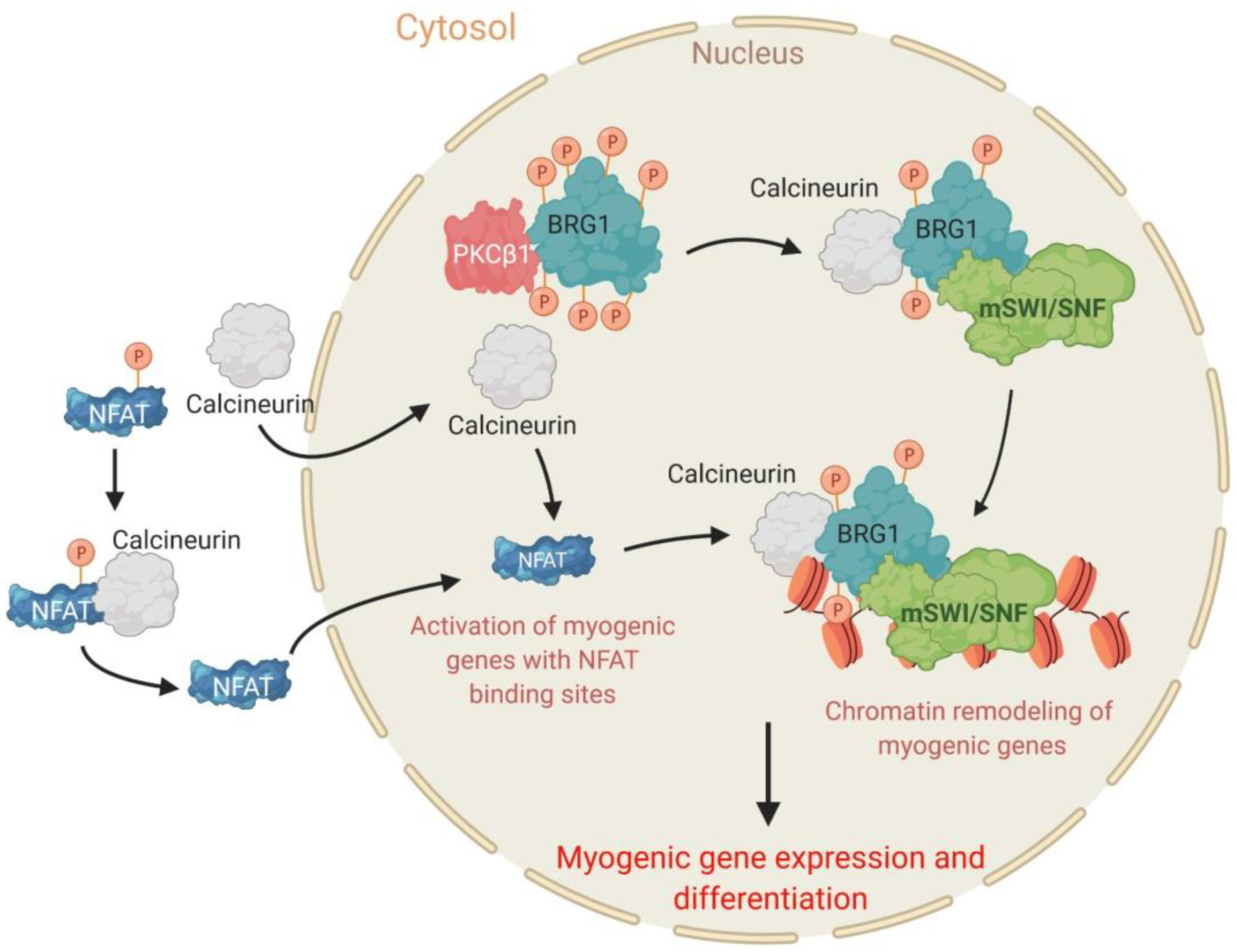 Biology 09 00152 g003
