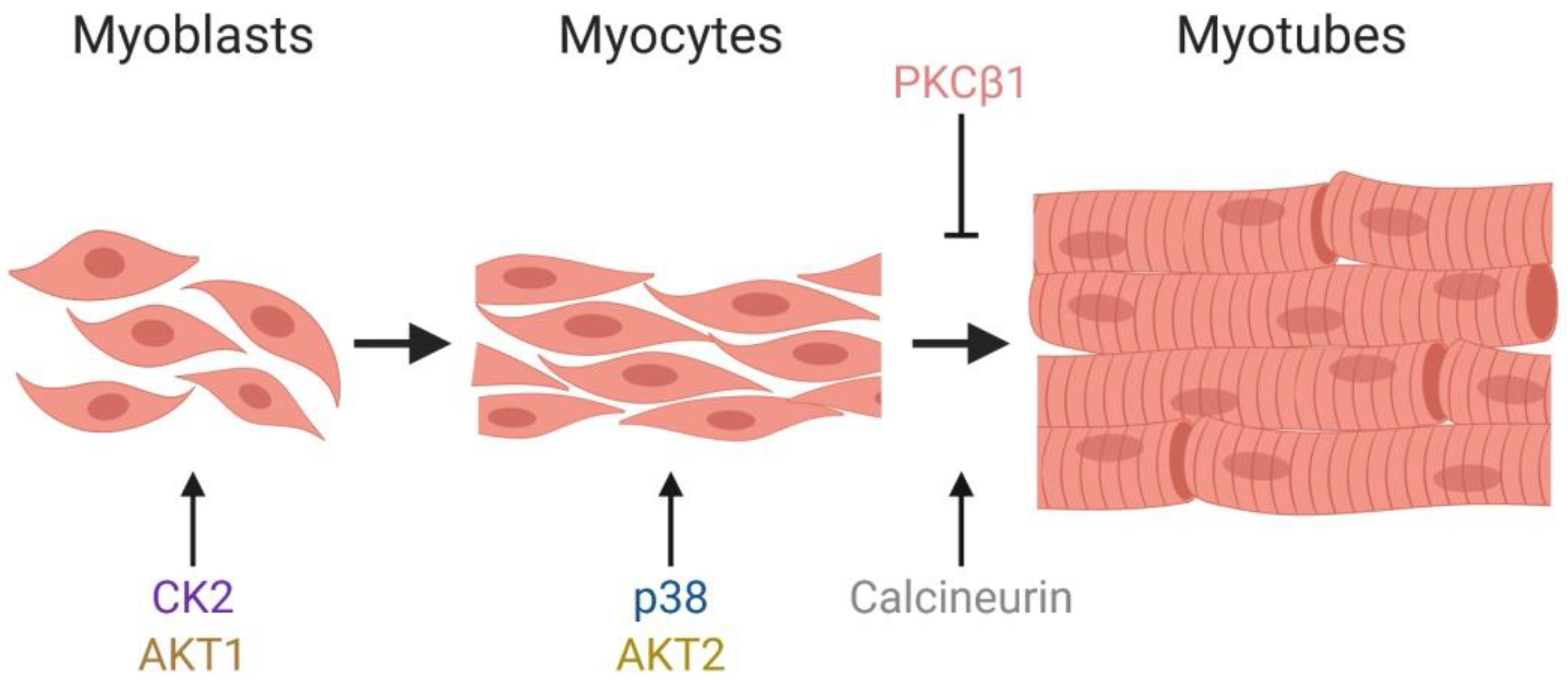 Biology 09 00152 g004