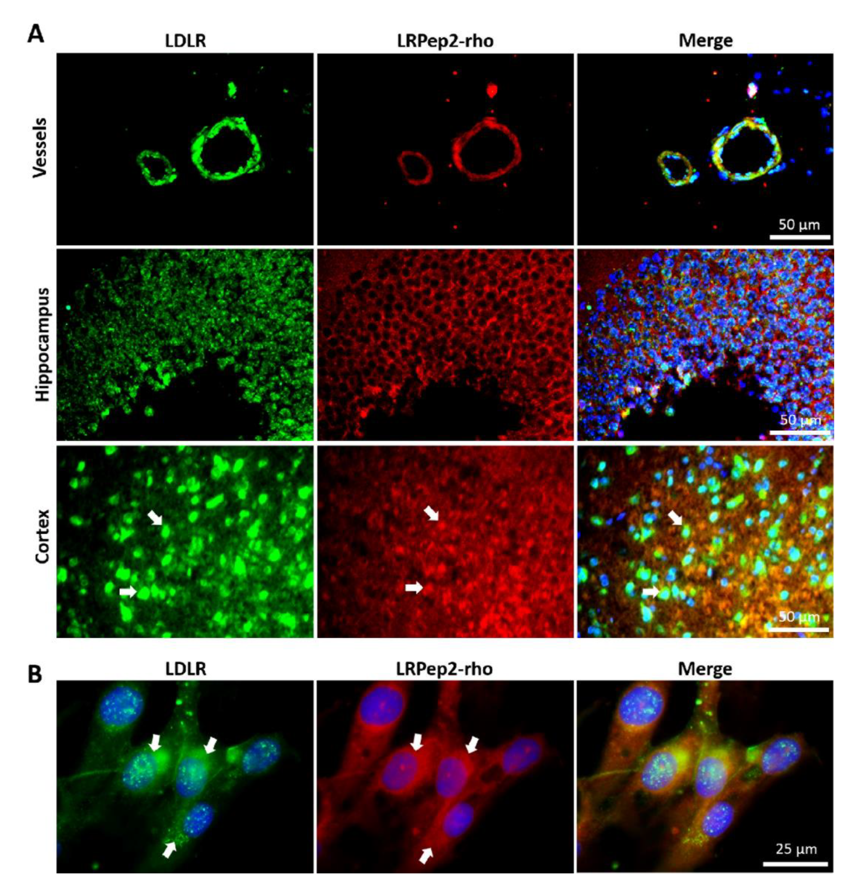 Biology 09 00161 g005