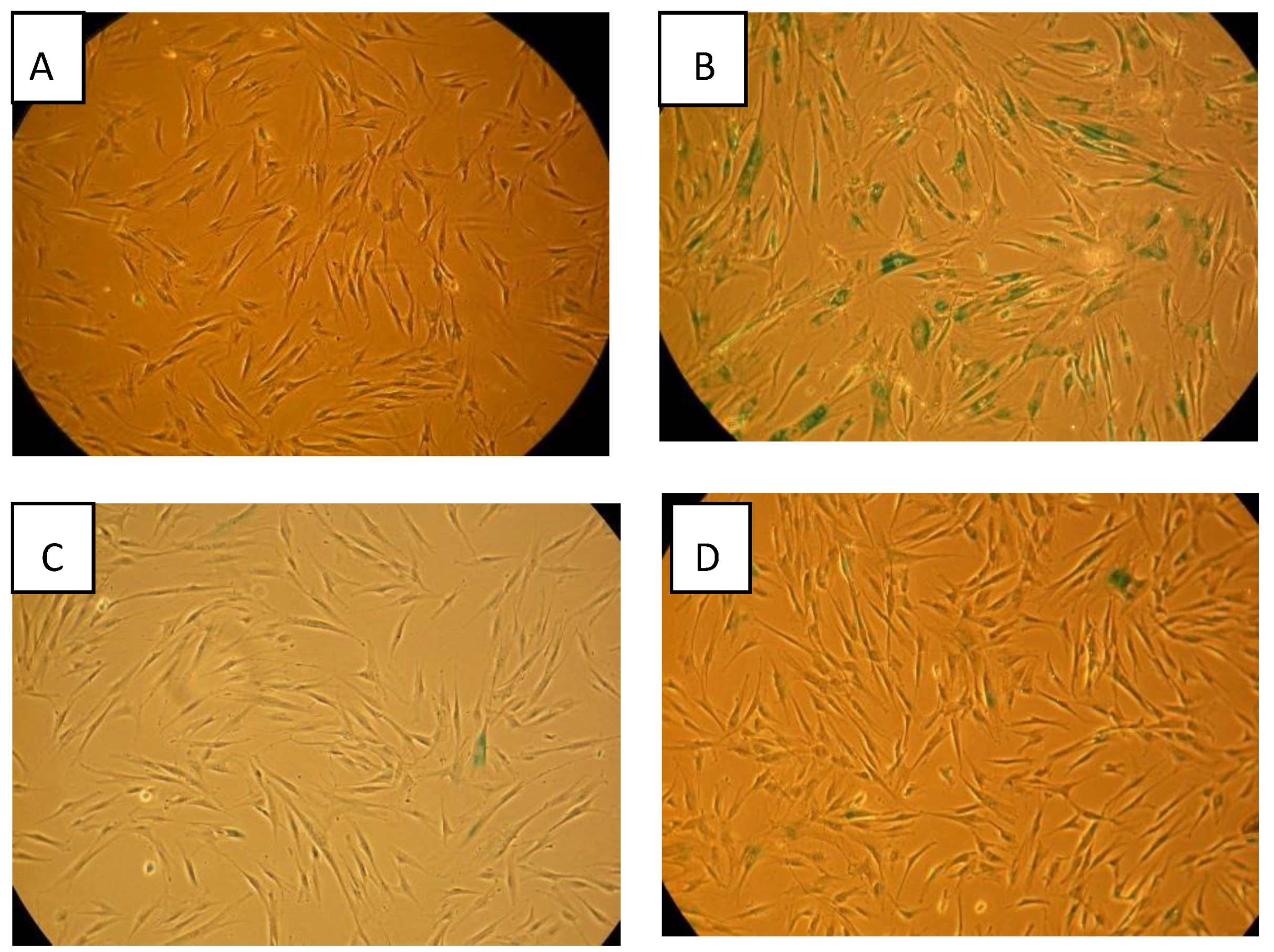 Biology 09 00191 g006