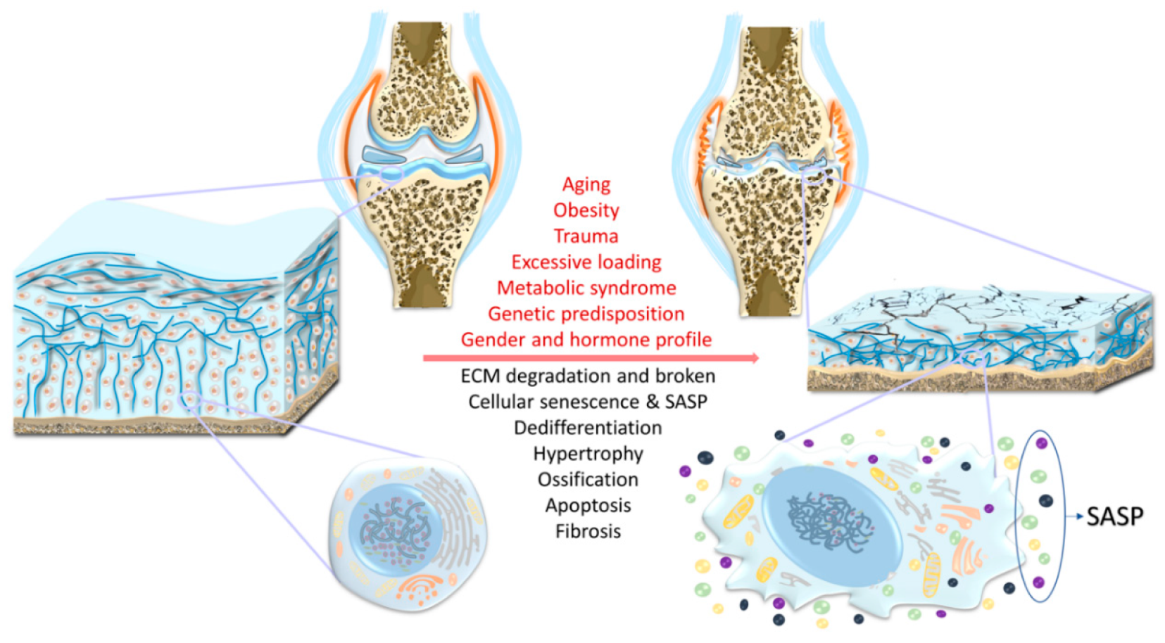 Biology 09 00194 g001