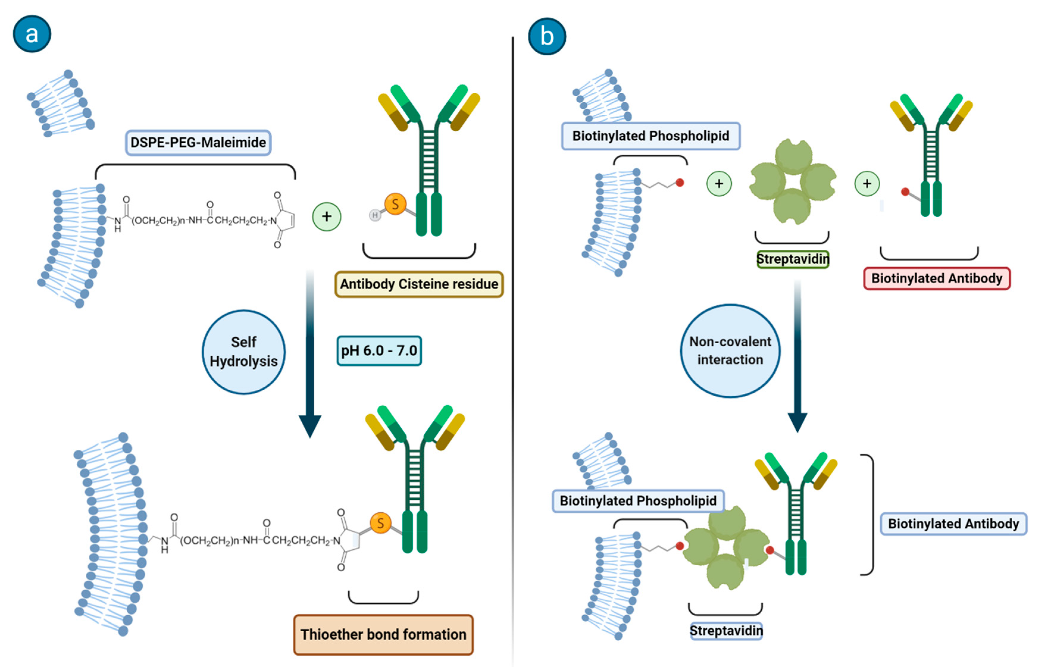 Biology 09 00202 g002