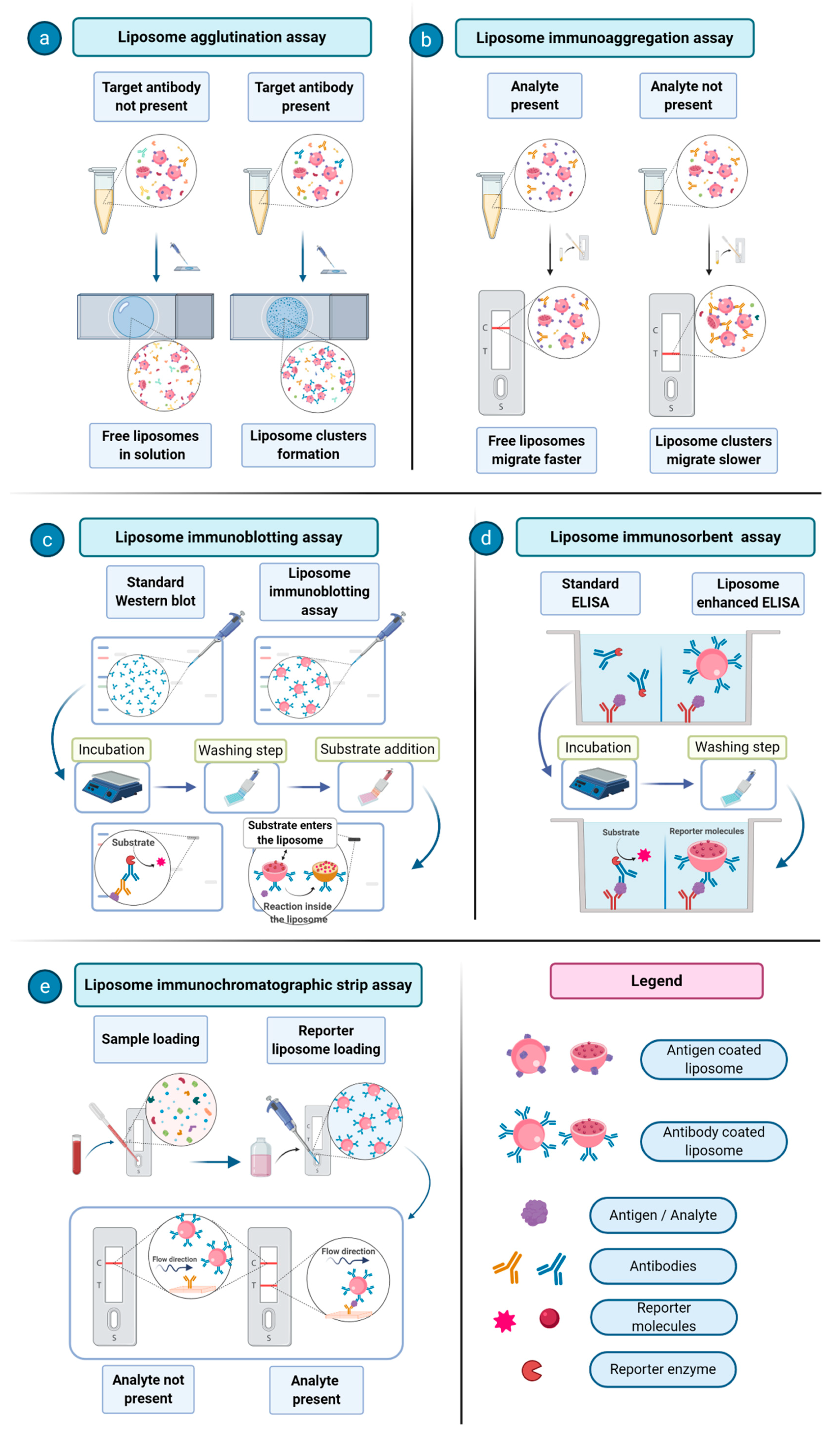 Biology 09 00202 g003