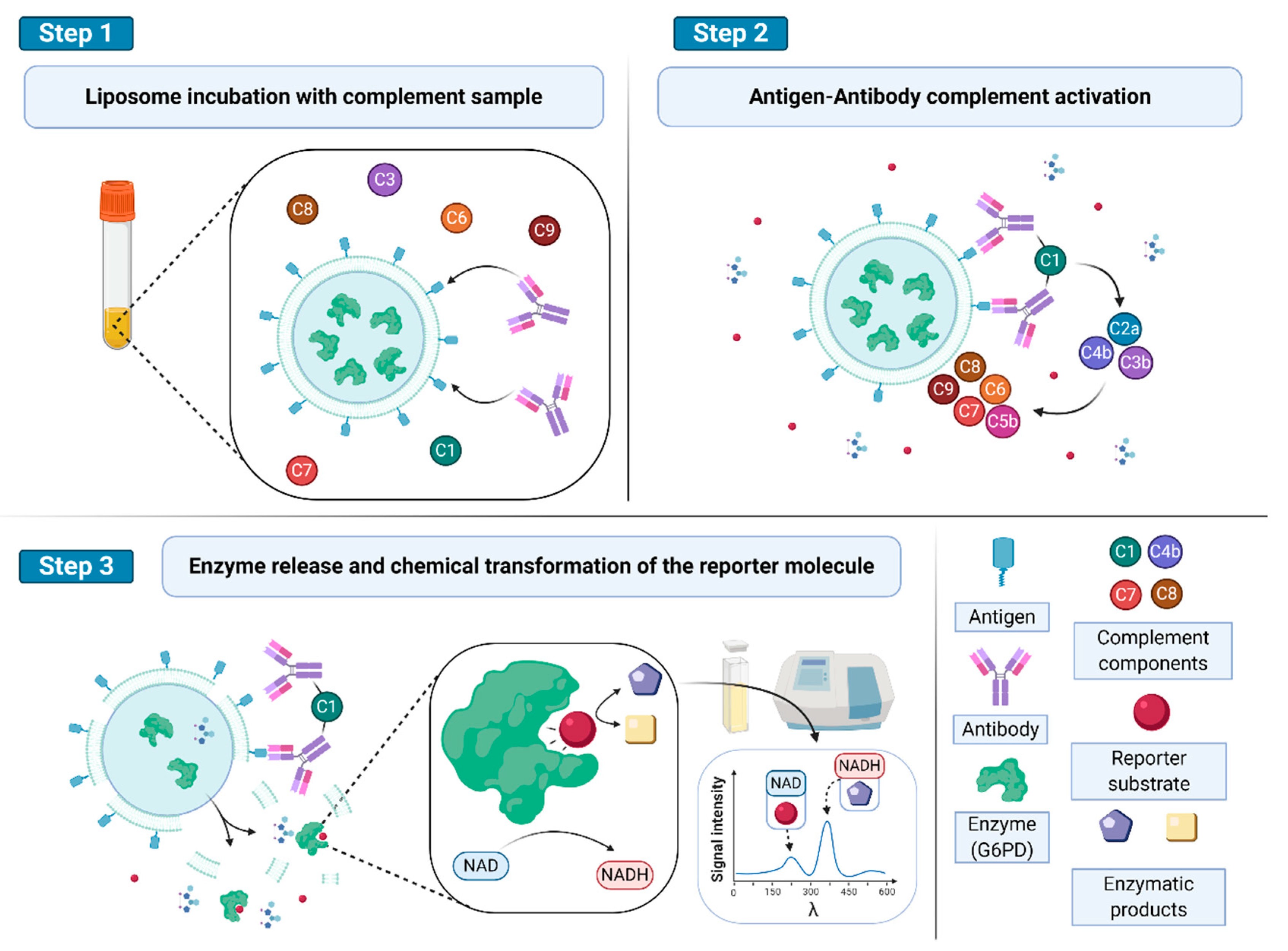Biology 09 00202 g004